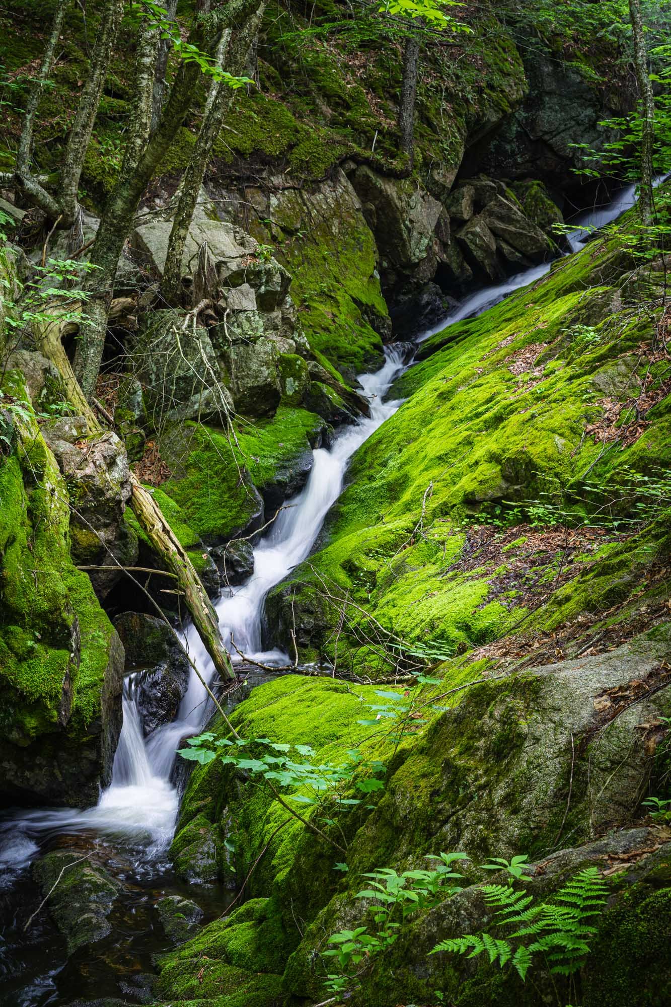 Where Moss Guides the Water