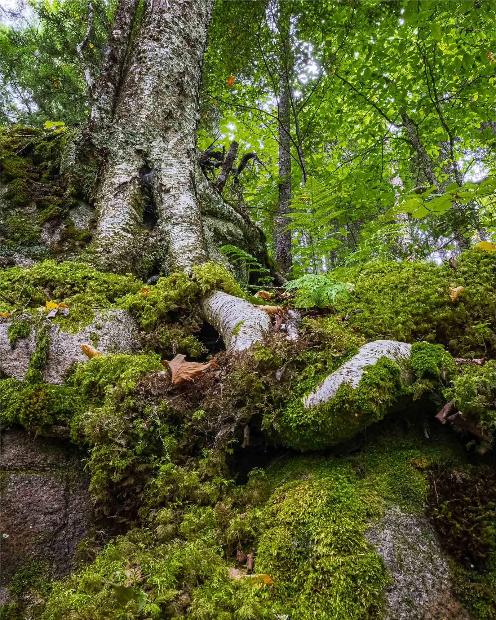 Where Moss Anchors the Birch
