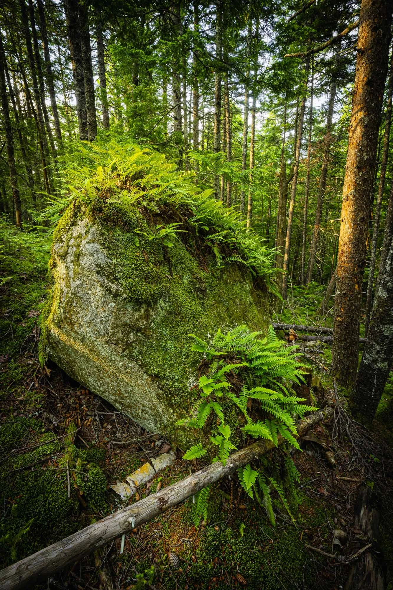 Ferns Awaken