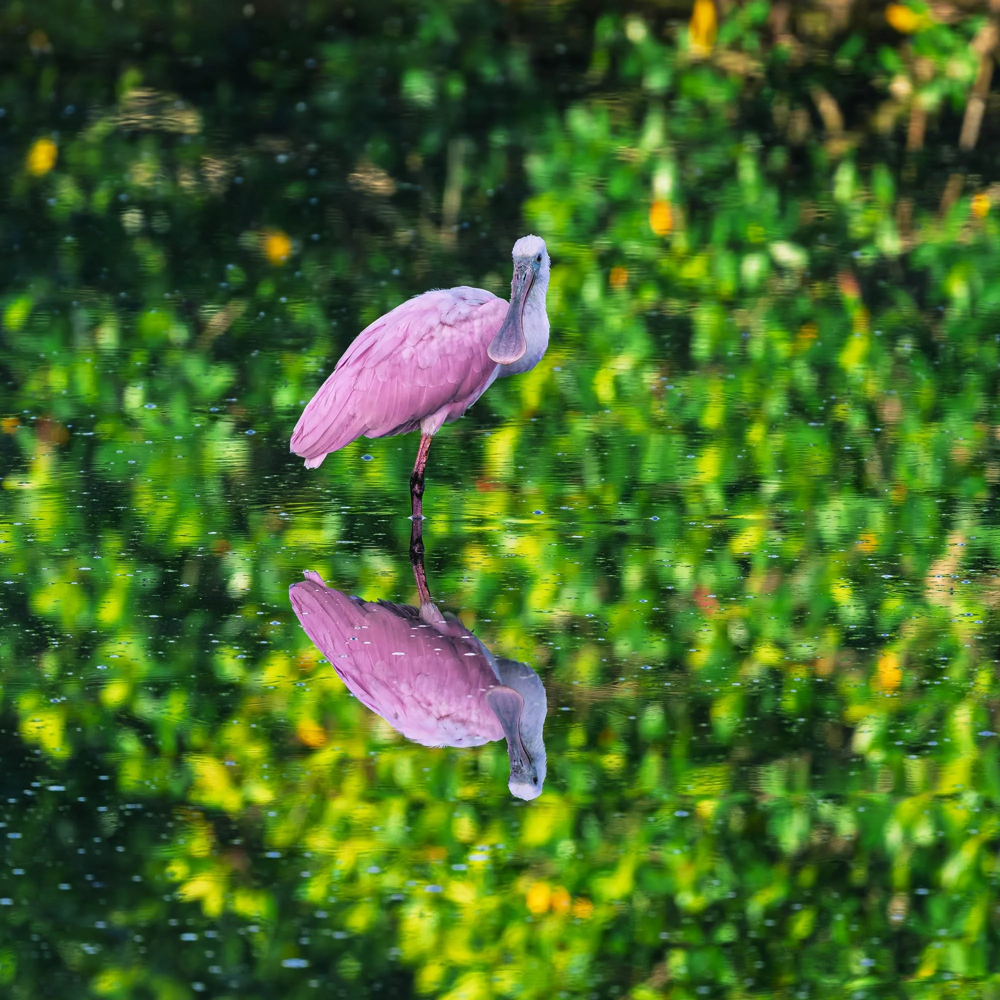 A Spoonbill in Still Waters