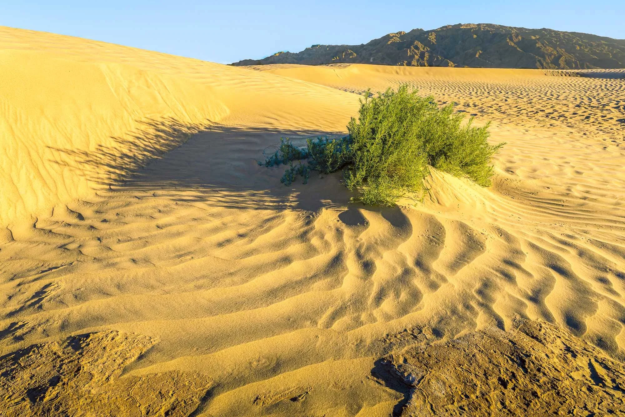 Where the Sand Holds Form