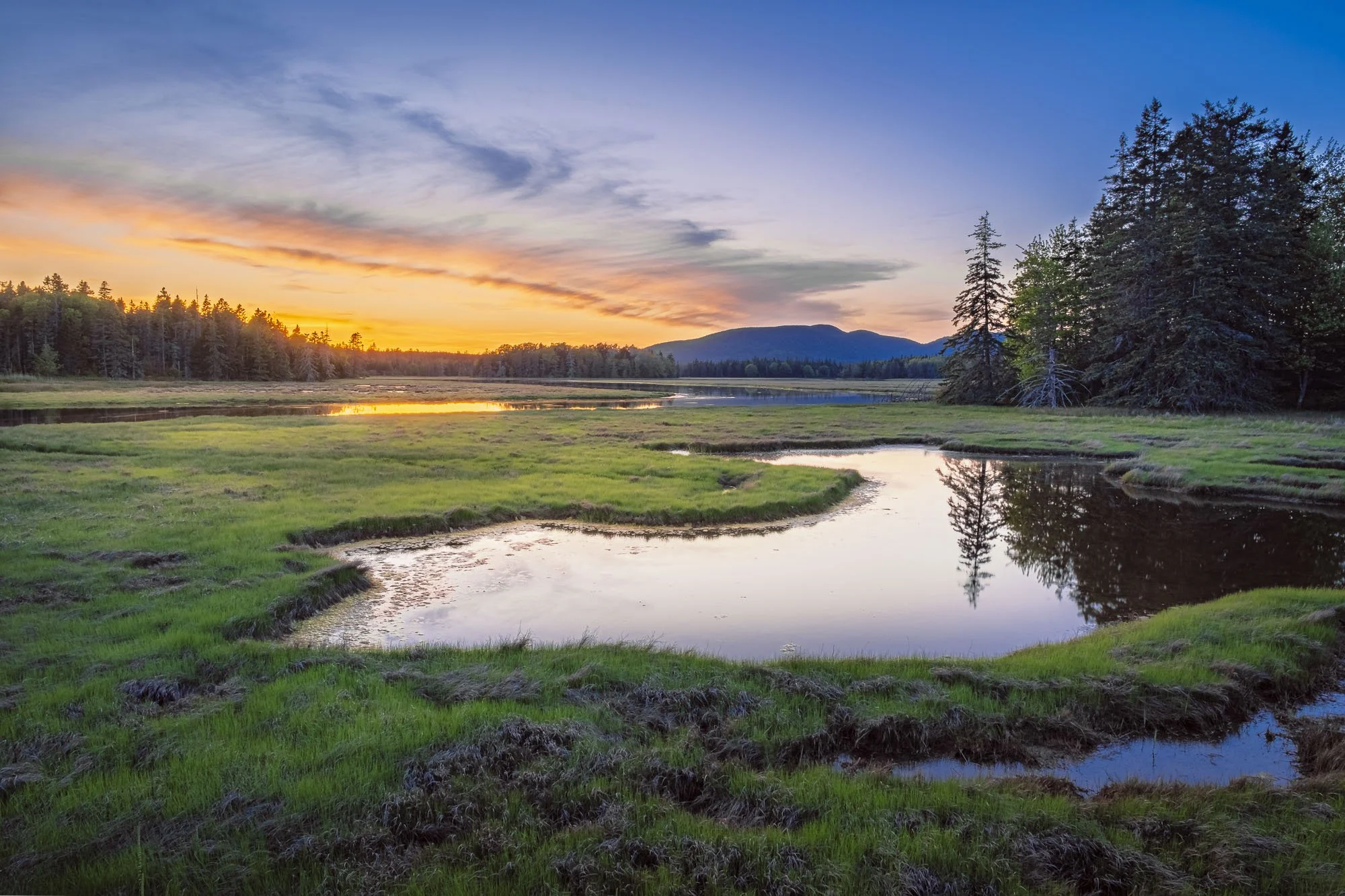 Where Light Settles in the Marsh--Bass Harbor