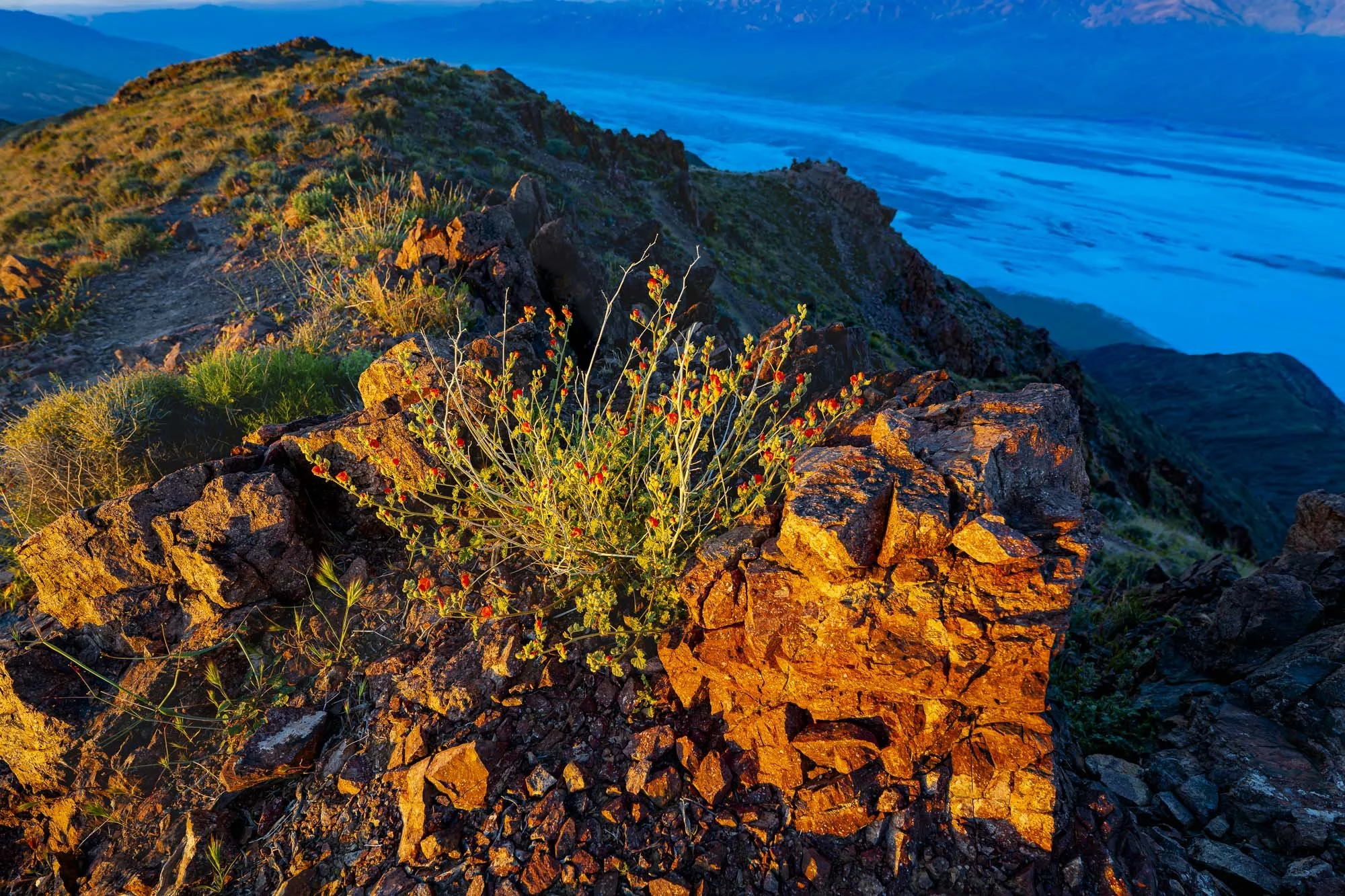 Where the Desert Takes Hold