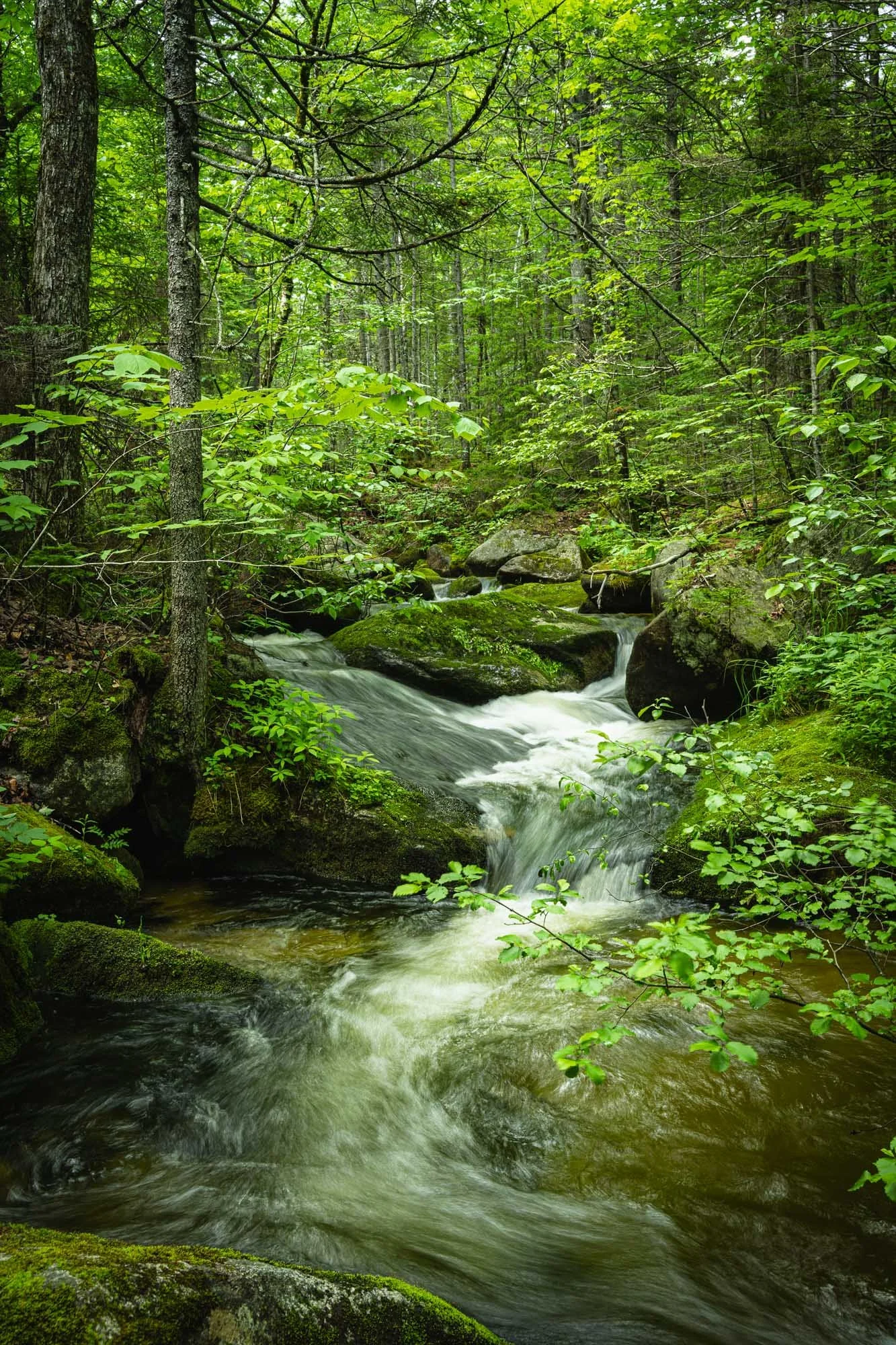 Katahdin Feeds the Forest