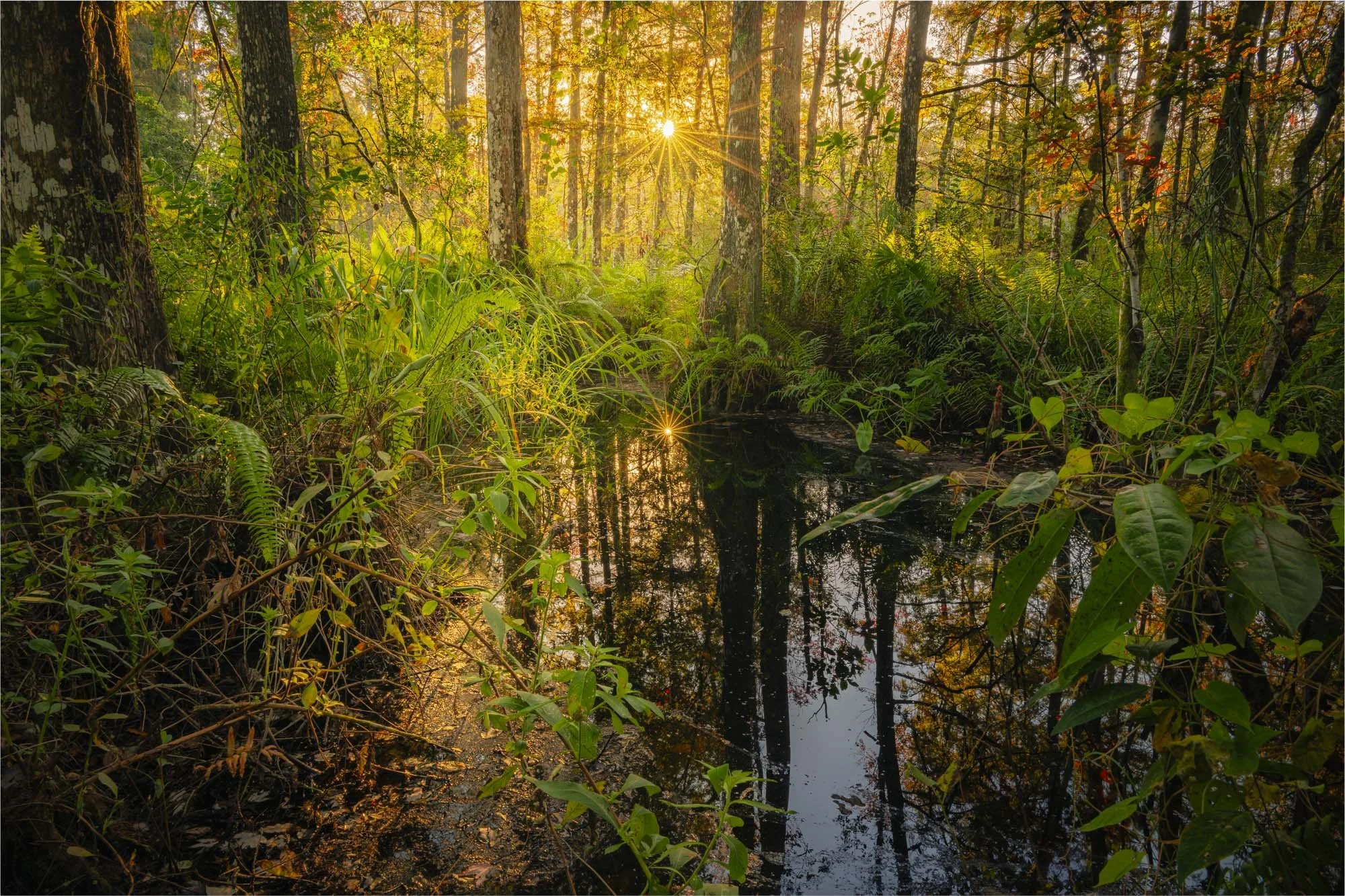 Where Light Enters the Swamp