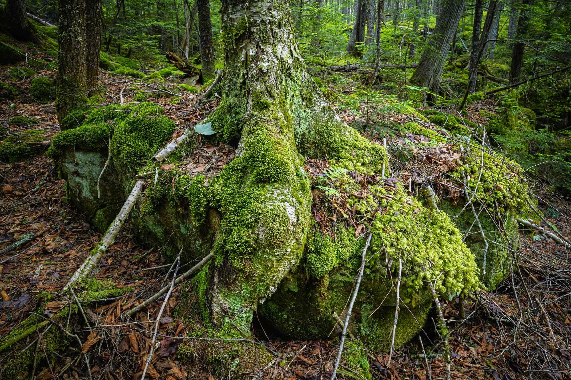 The Order of Wildness