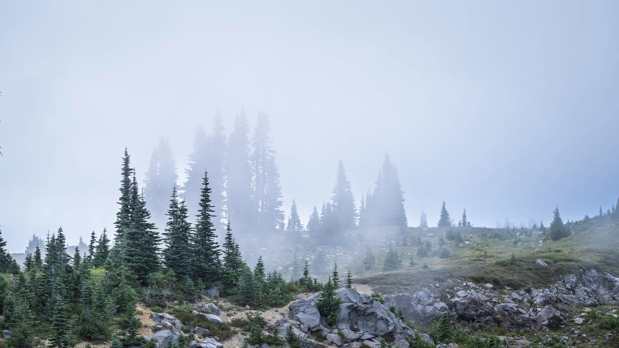 Lost in Fog, Together