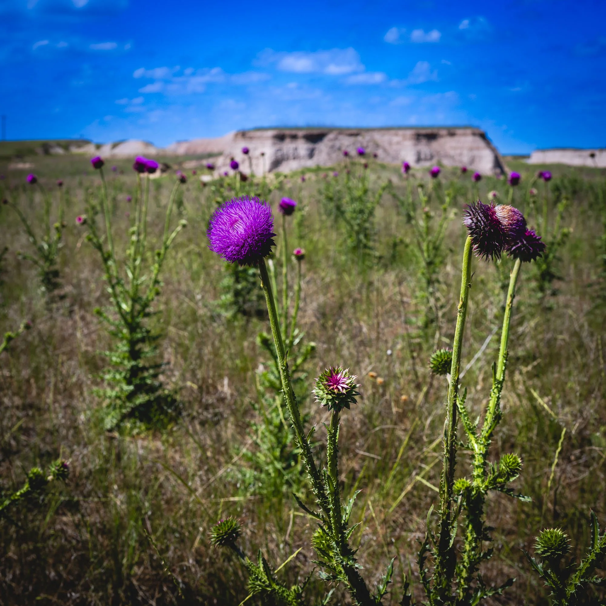 Where the Prairie Flowers