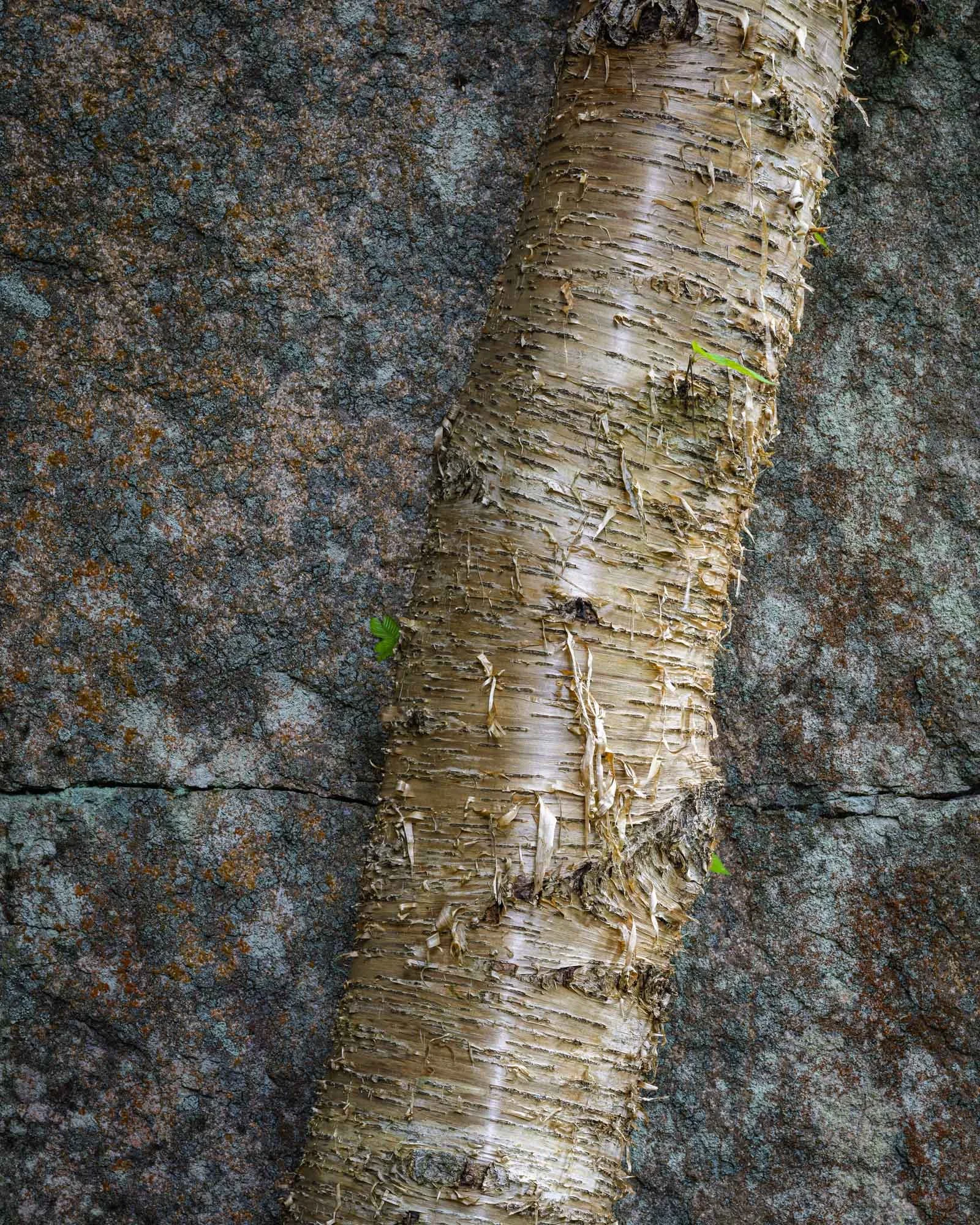 Peeling Bark, Pebbled Stone