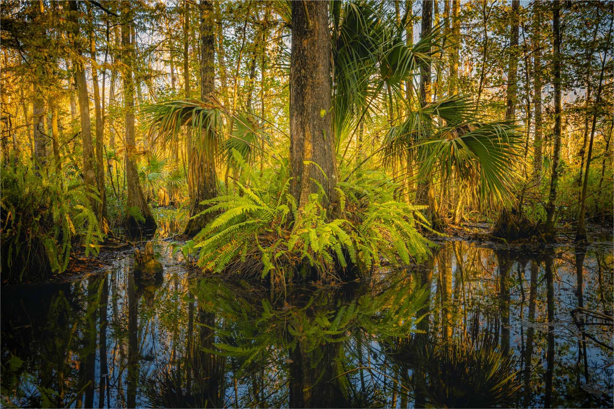 Where the Water Holds the Forest