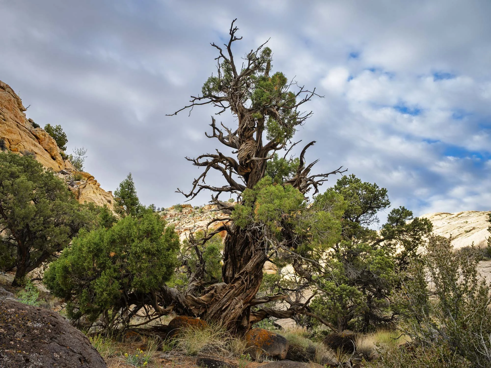 Where the Canyon Keeps its Elders
