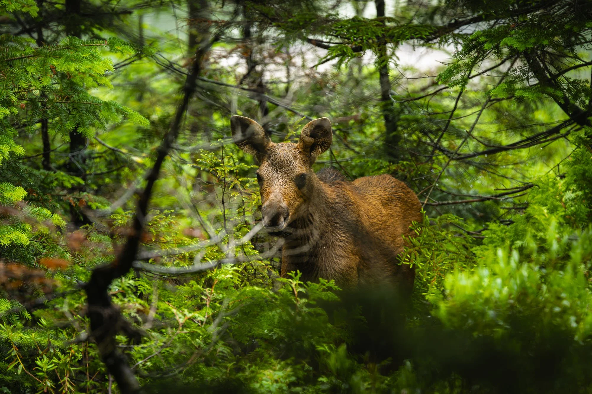 Watching from the Forest