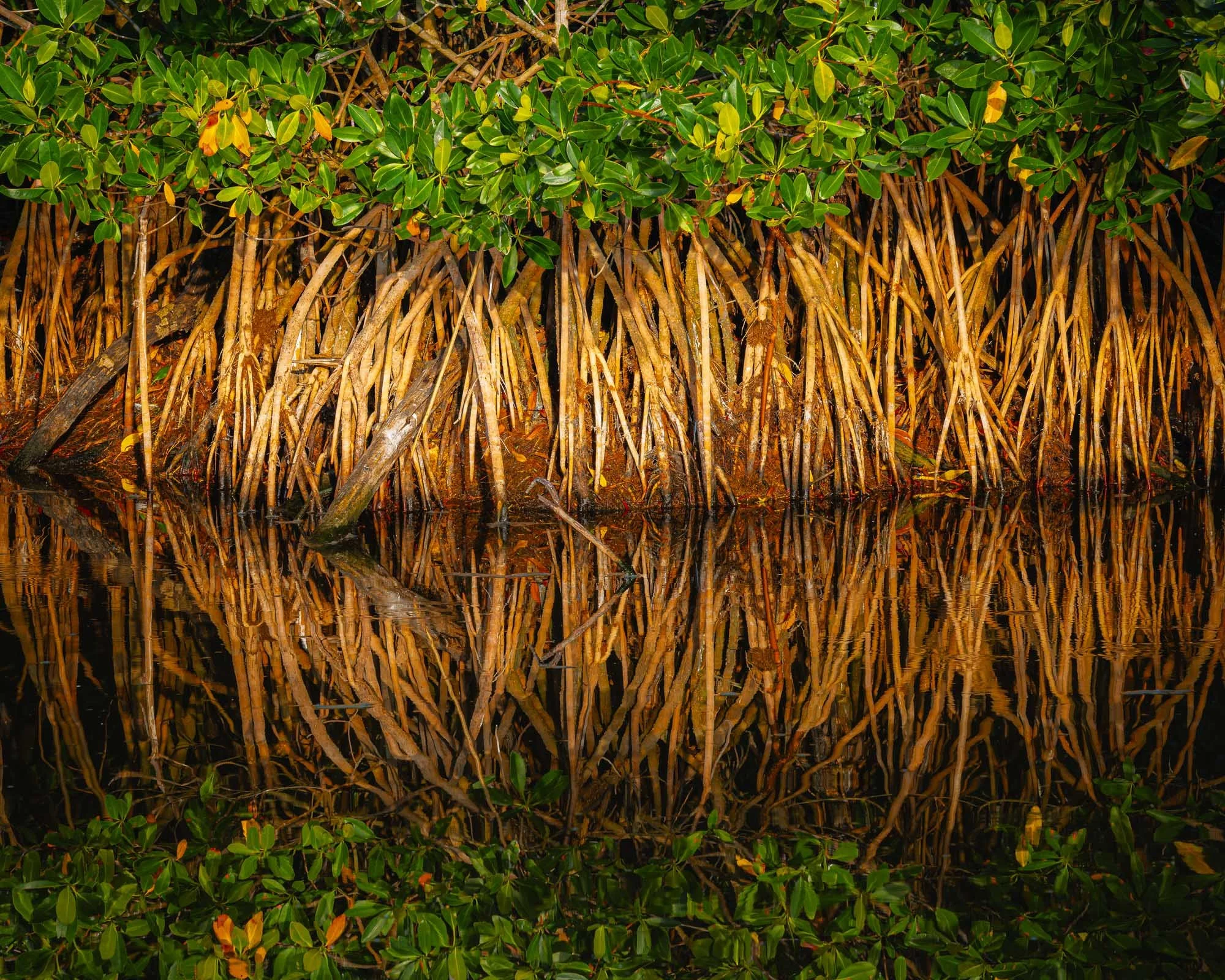 Among Mangrove Roots