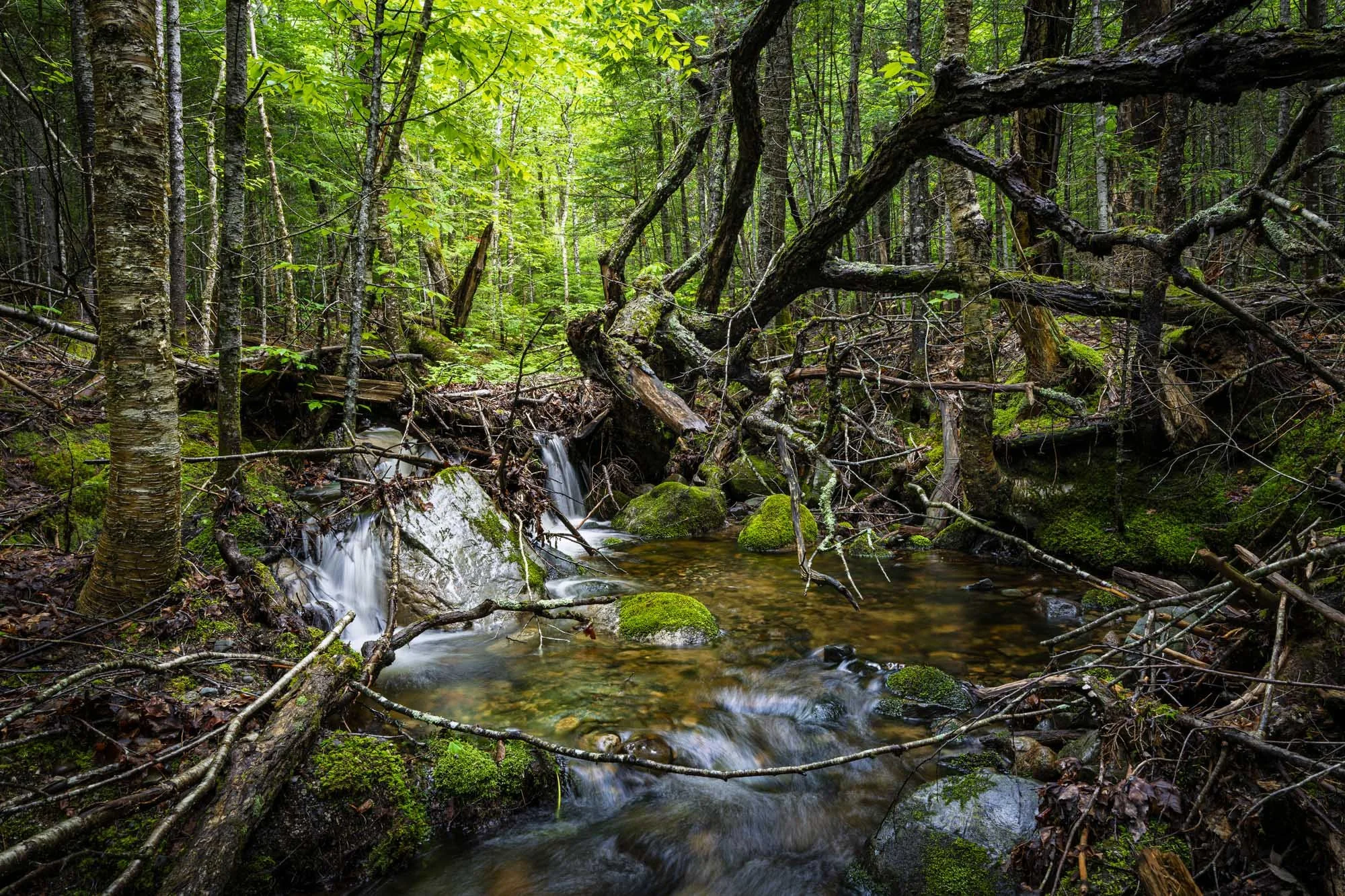 The Order of Wildness--The Maine Northwoods & Katahdin