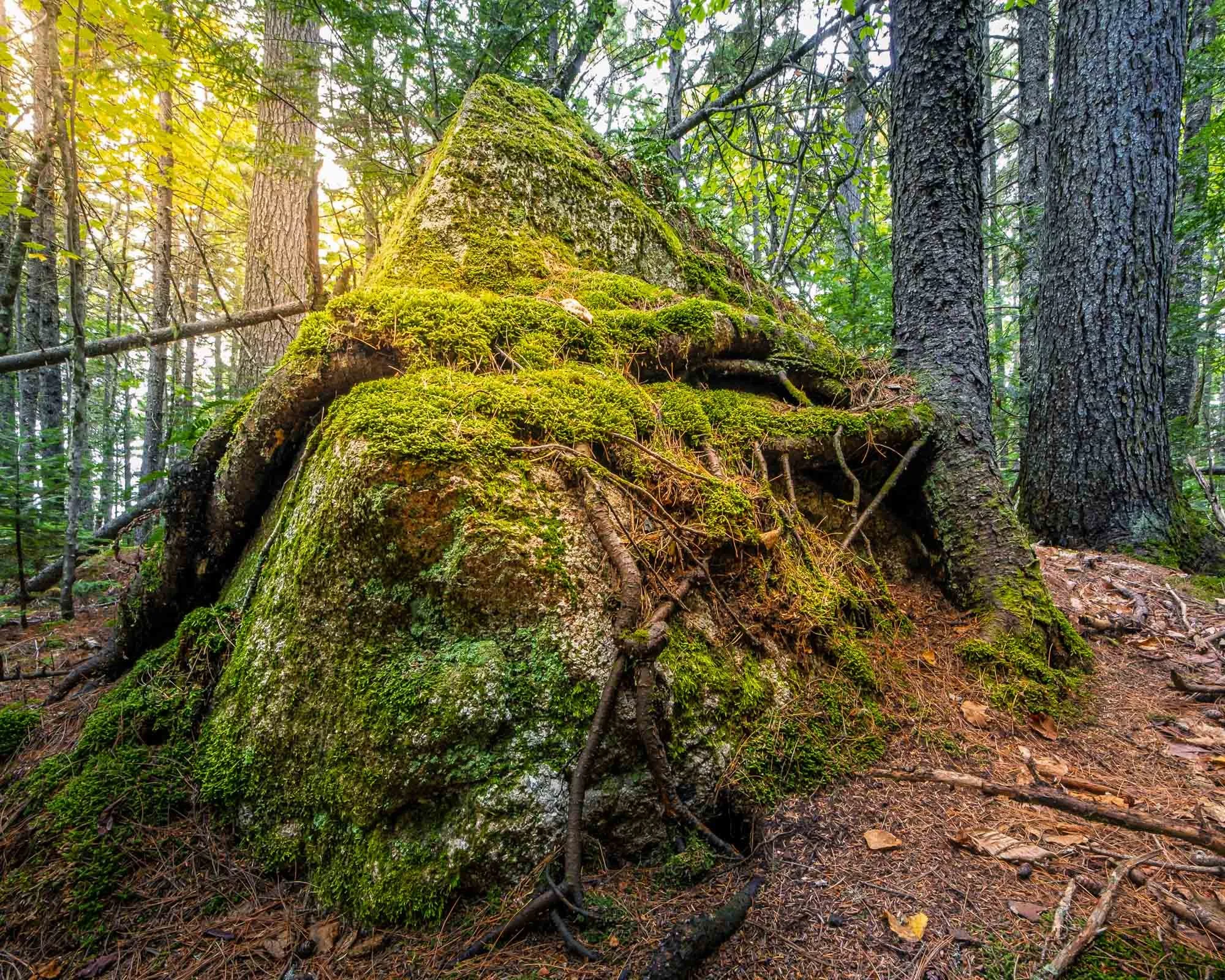Where Stone Welcomes Root