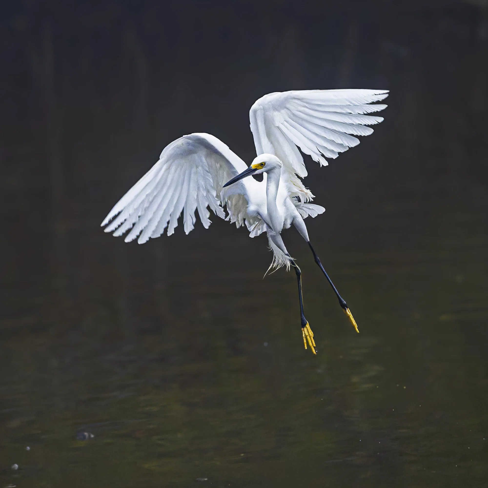 The Egret Descending