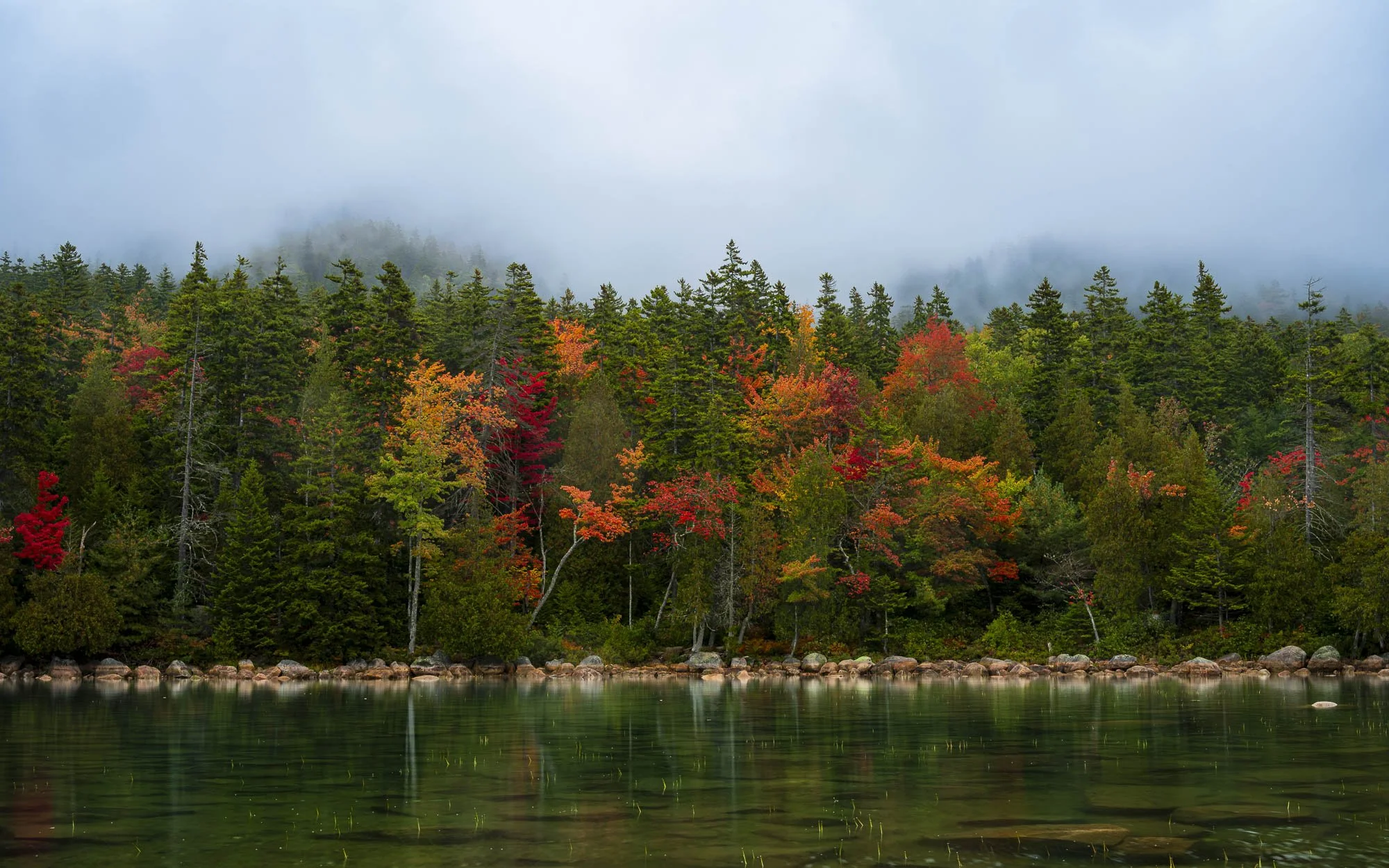Where Forest Emerges from Rain
