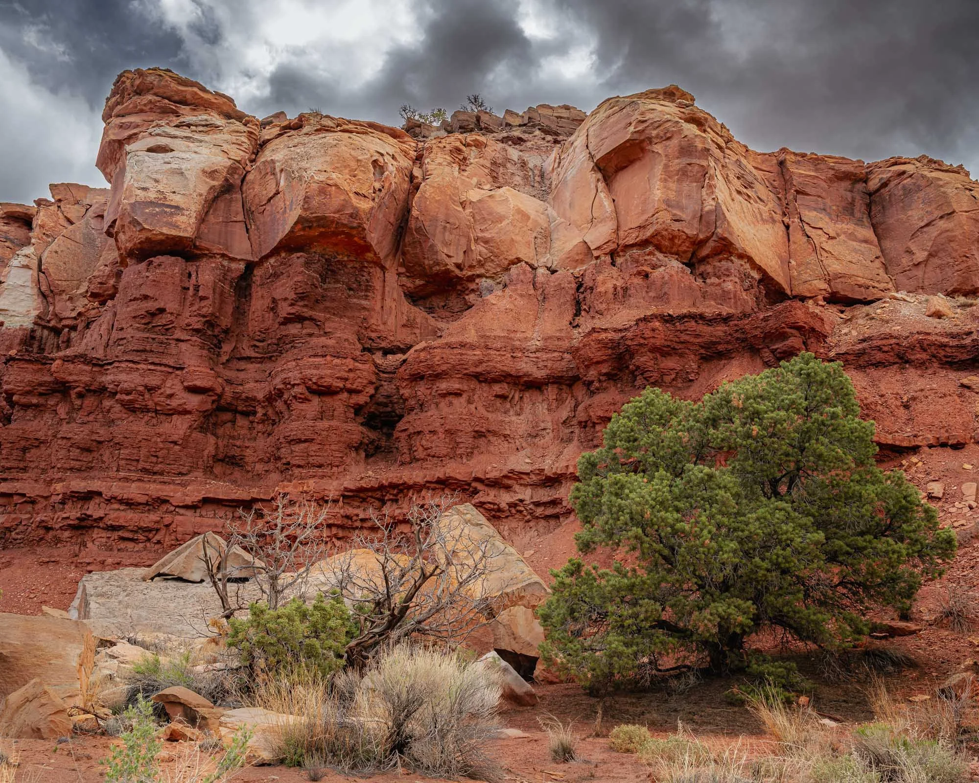 Where Green Endures in Stone