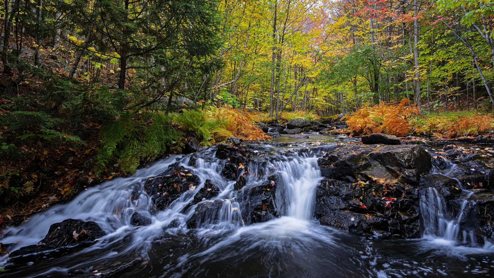 Water Finds its Voice