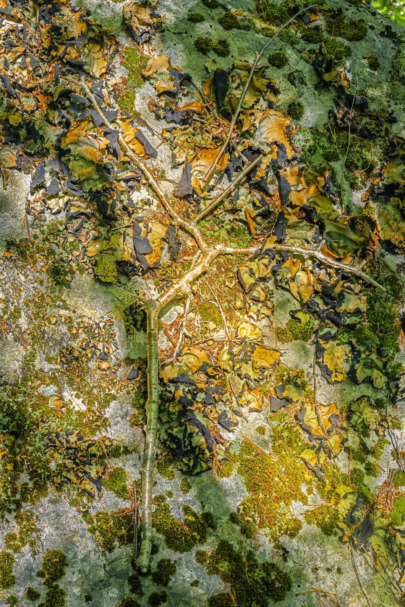 Branching into the Wild