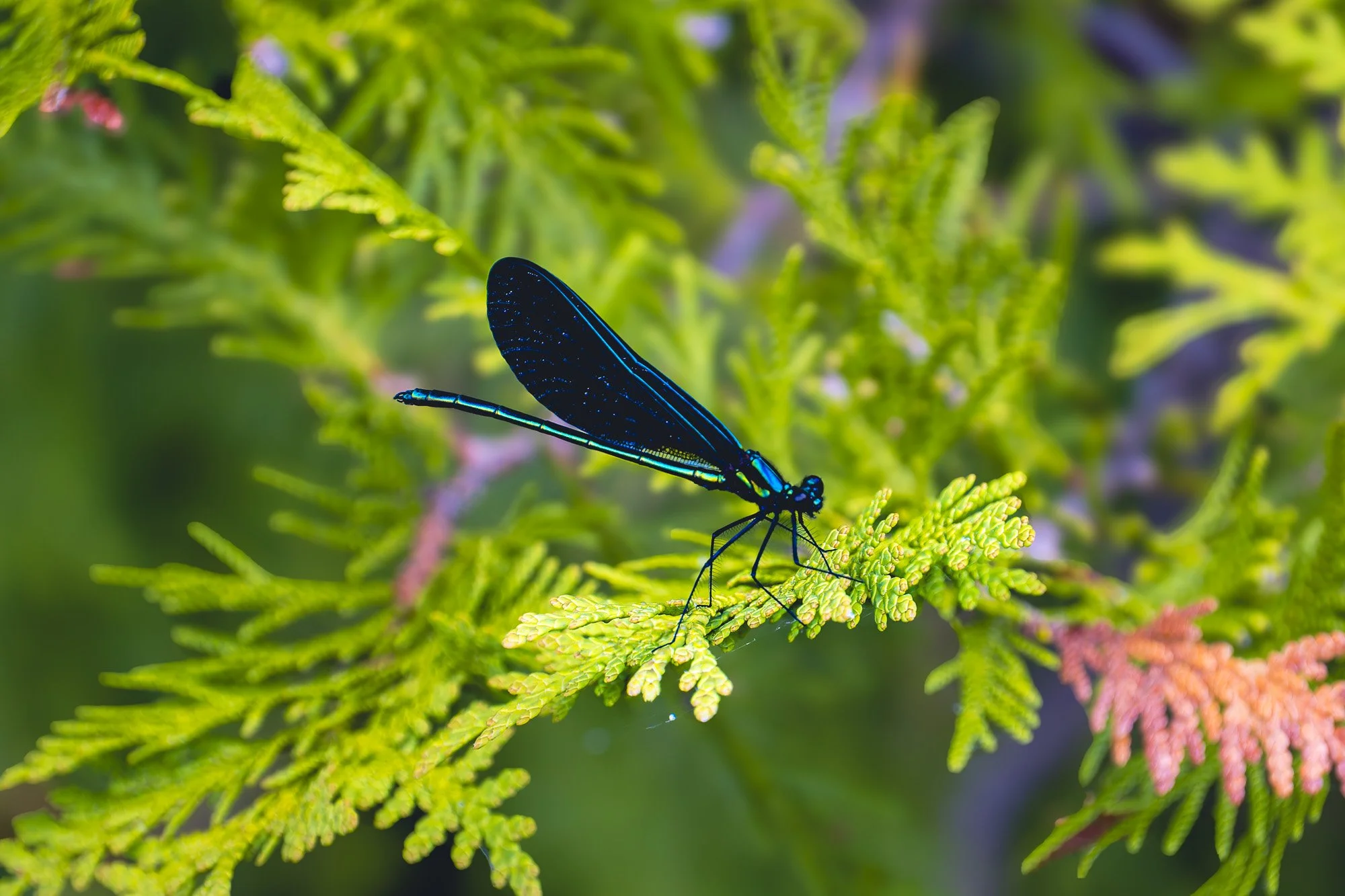 Ebony Jewelwing