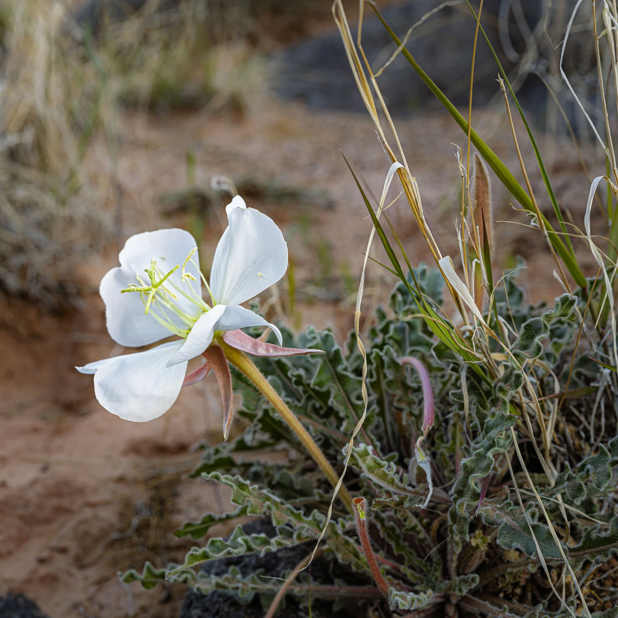 Where the Desert Blooms Quietly