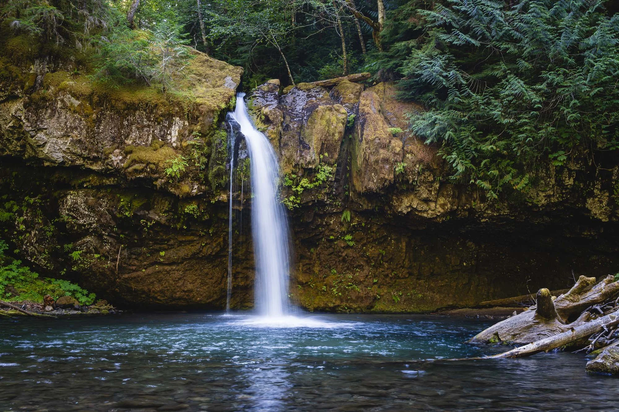 Wildness Pours Forth