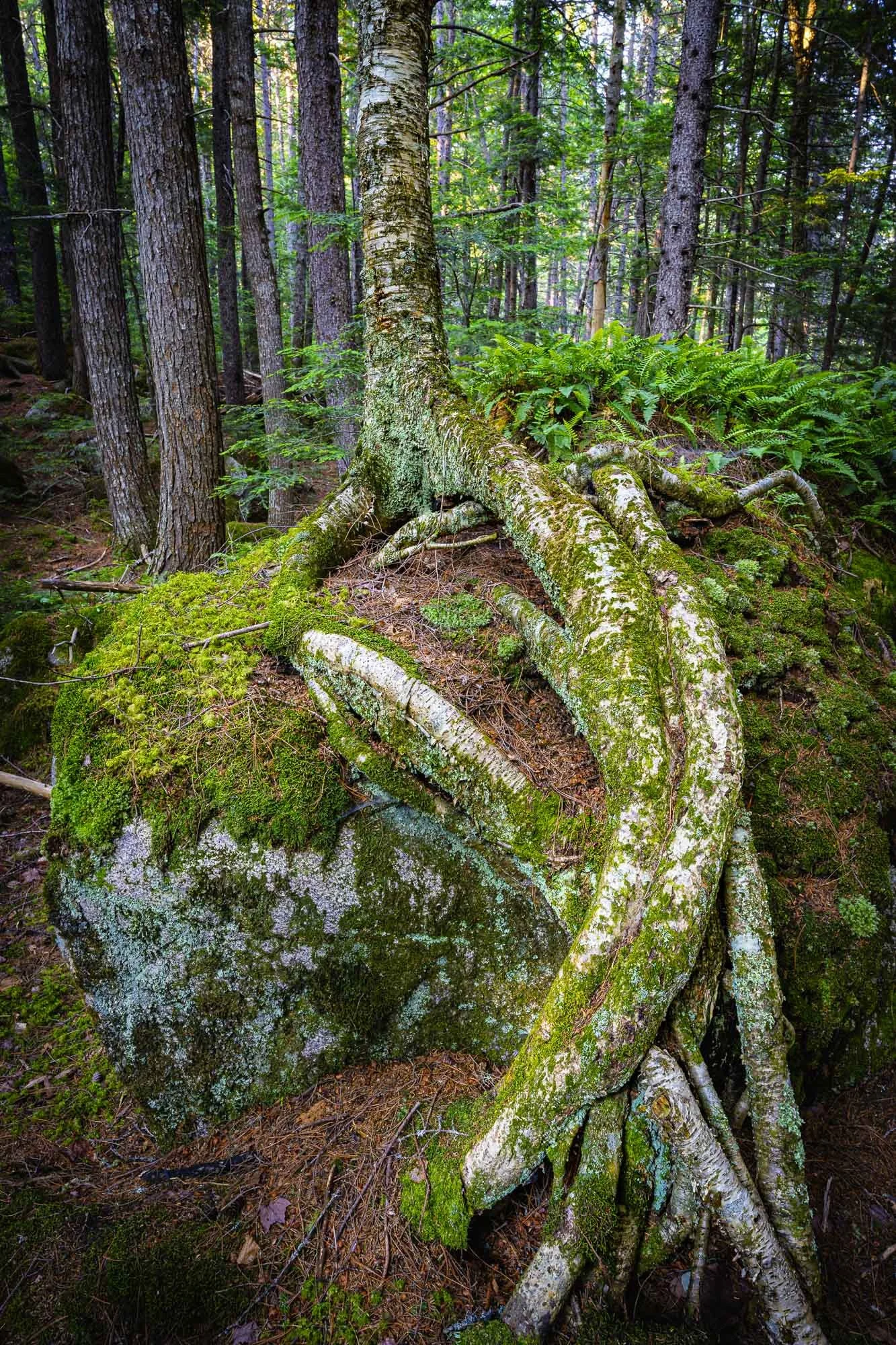 Embracing Stone