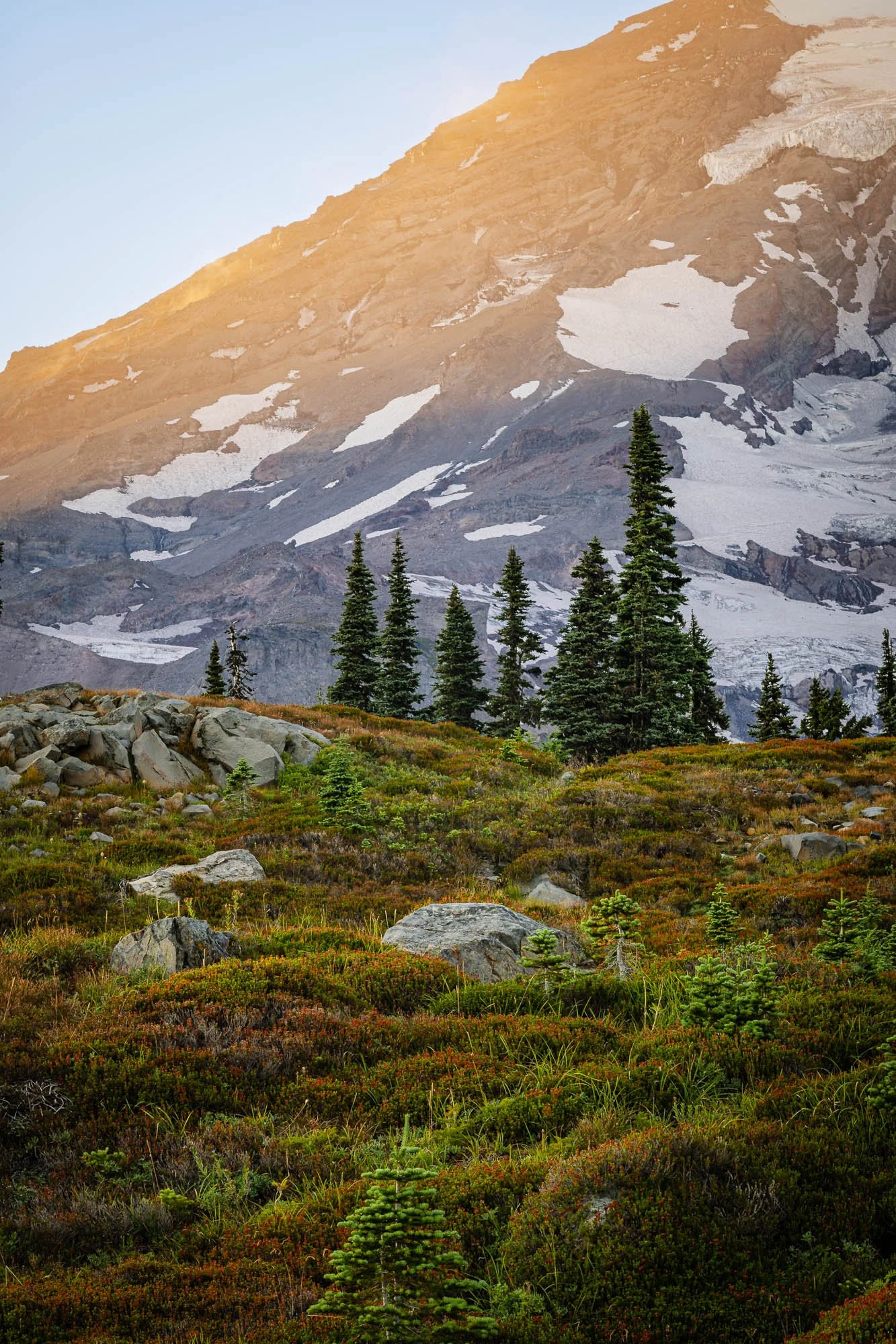 Where Subalpine Fir Gives Witness