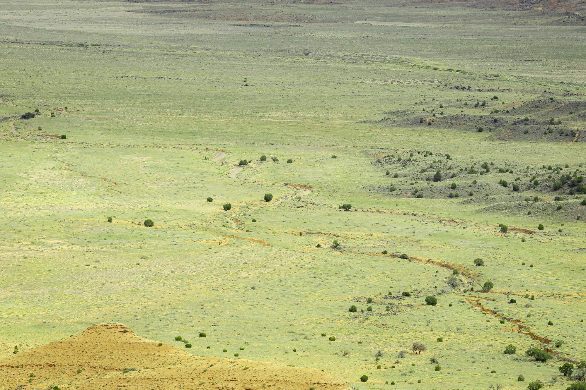 Where the Desert Breathes Green