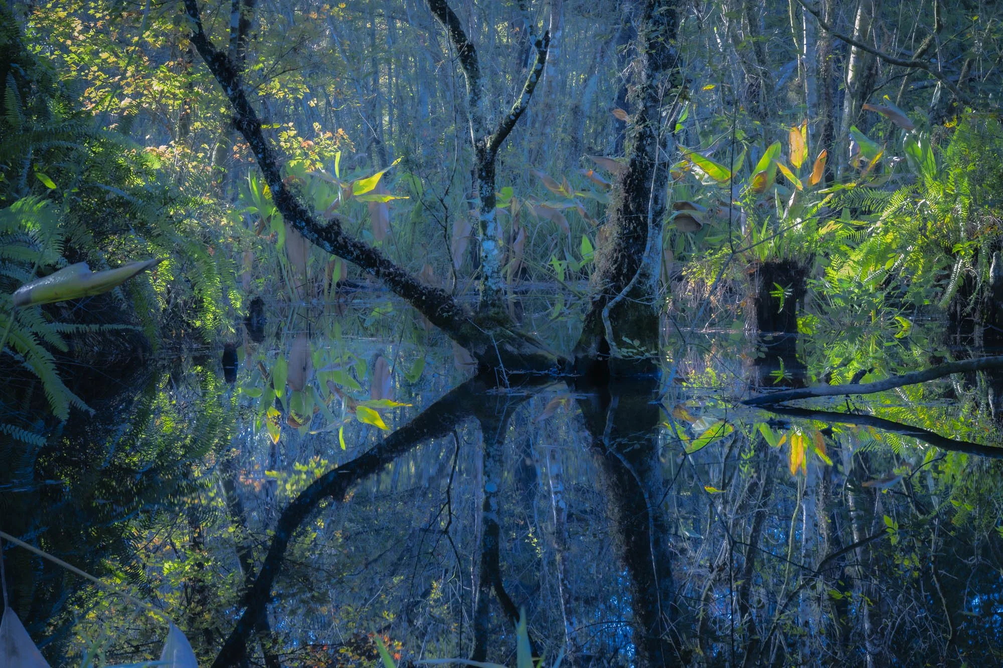 The Quiet Wild of the Swamp