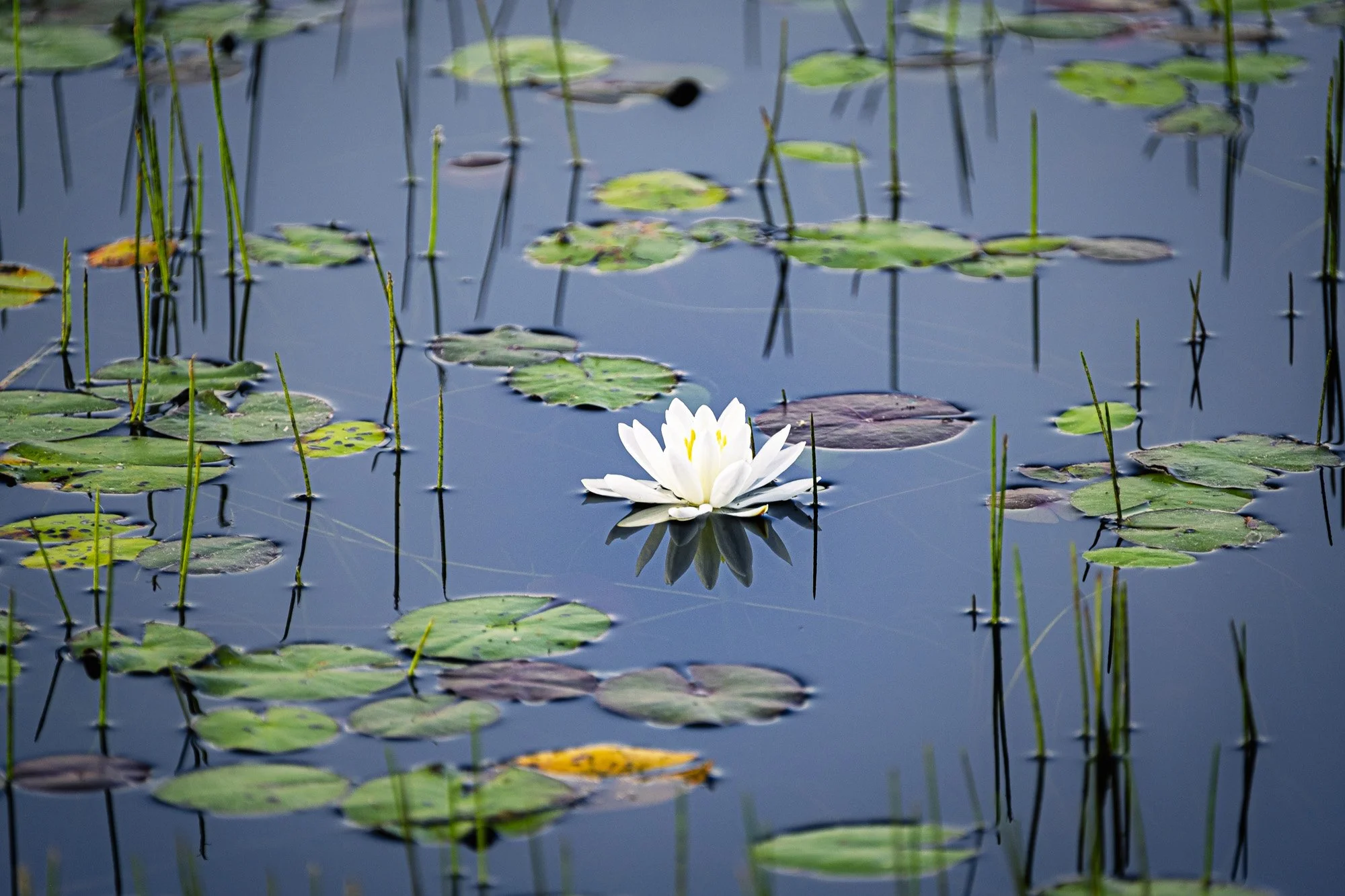 A white water lily floating on a pond with lily pads and green reeds.