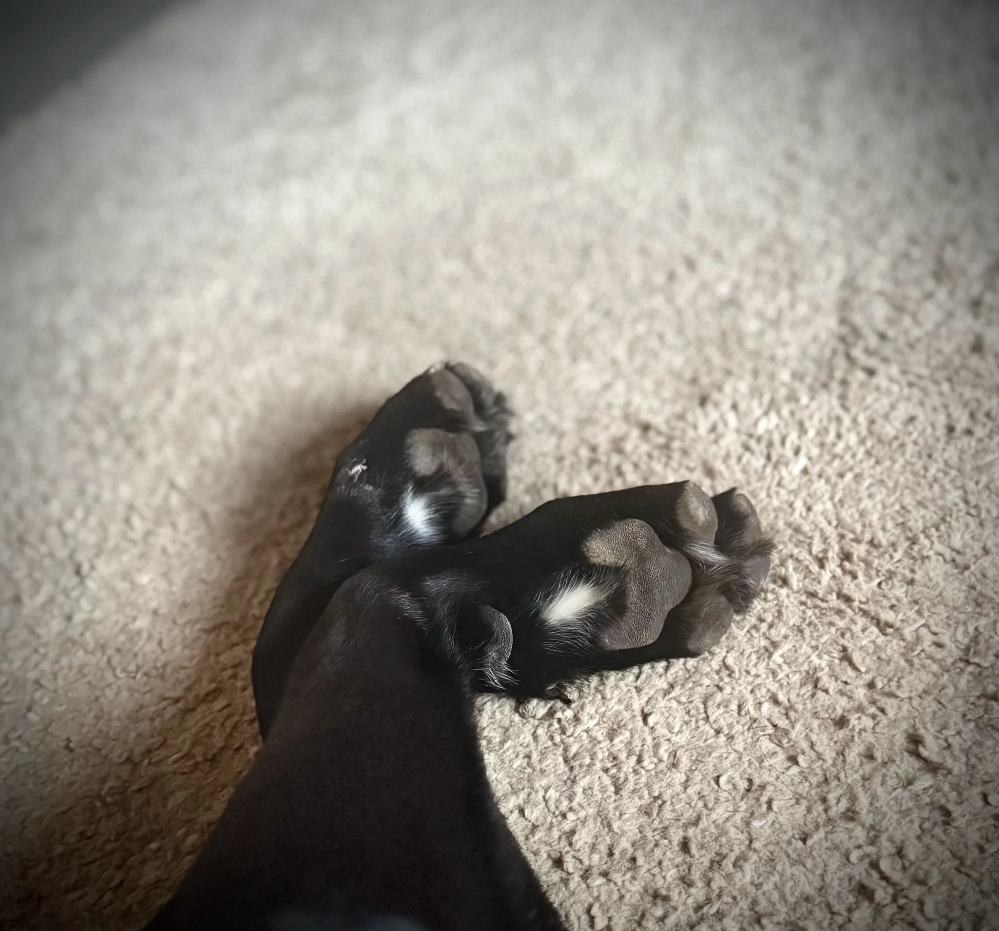 Tarzan