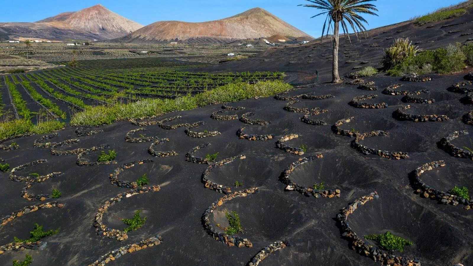 La Geria Lanzarote in a different way.jpg