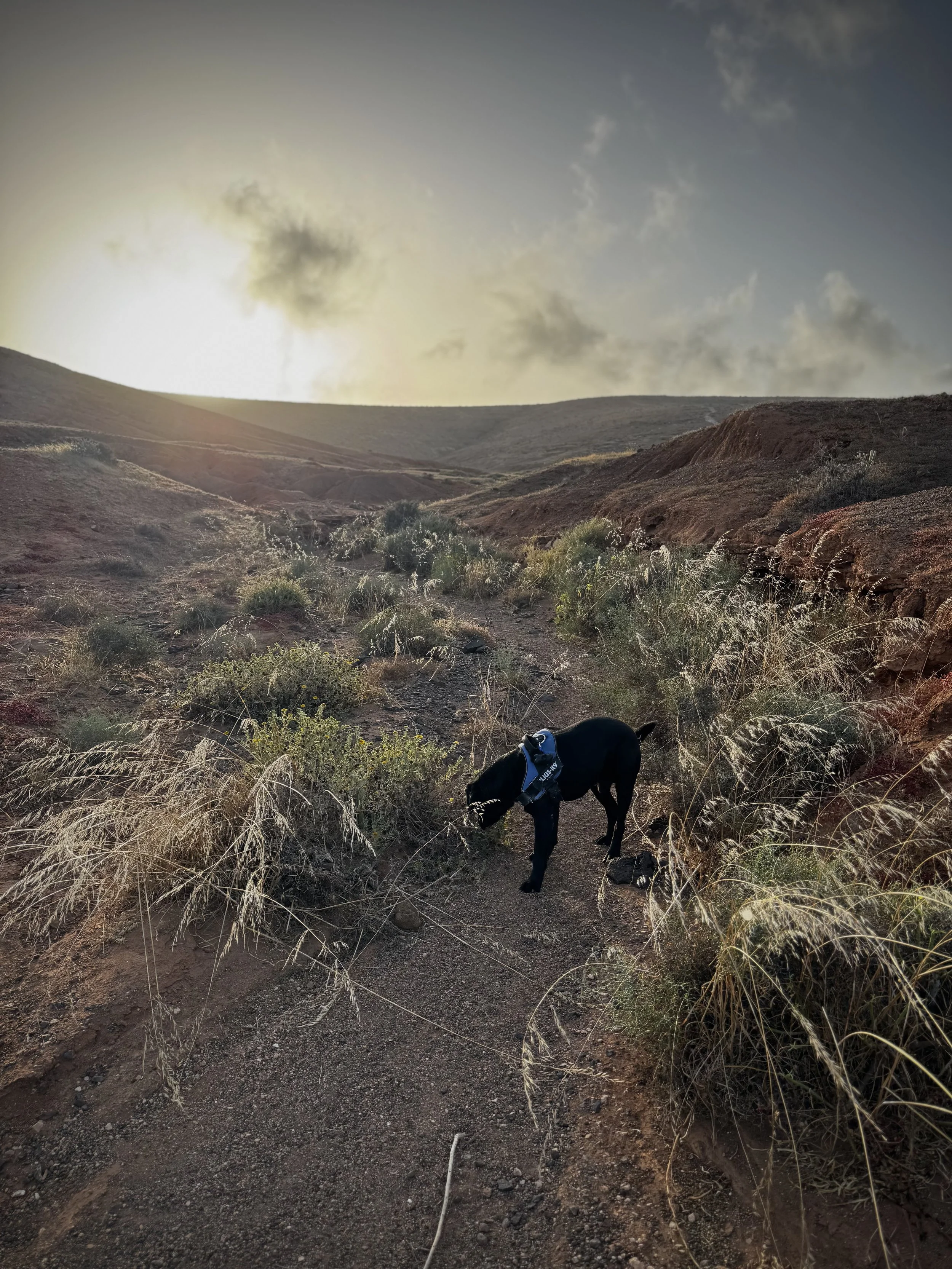 Exploring one of the hidden valleys of Lanzarote with Tarzan.