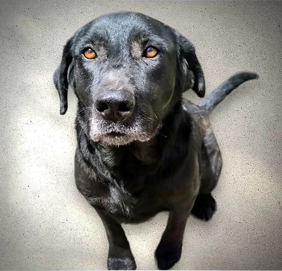 Old Tarzan when he came to us