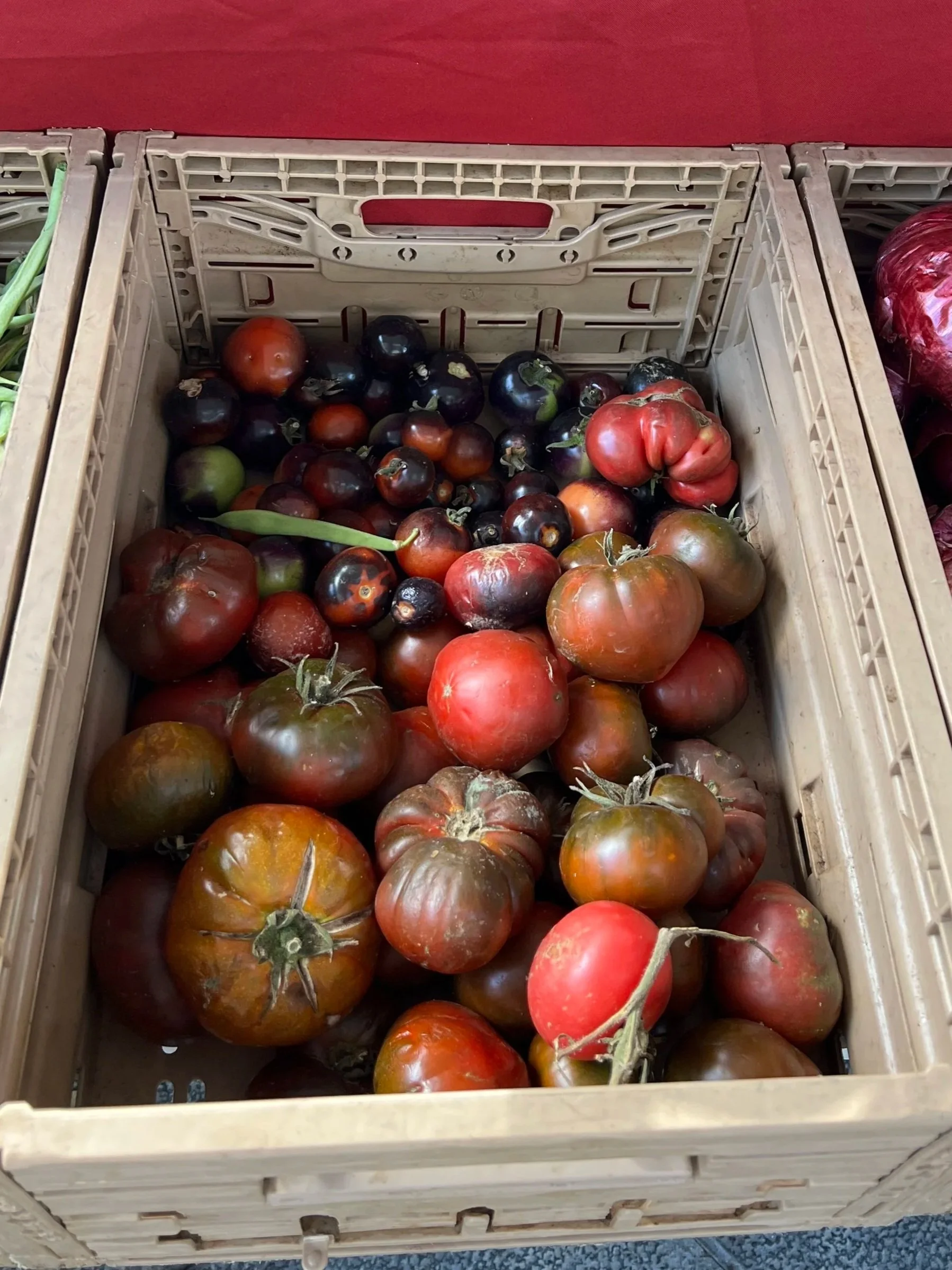 Naturally grown tomatoes with different shapes at Haría market, Lanzarote.