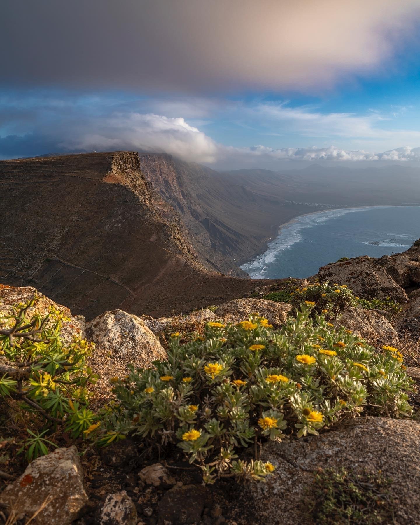 Yellow wildflowers growing on a green volcanic hillside in Lanzarote