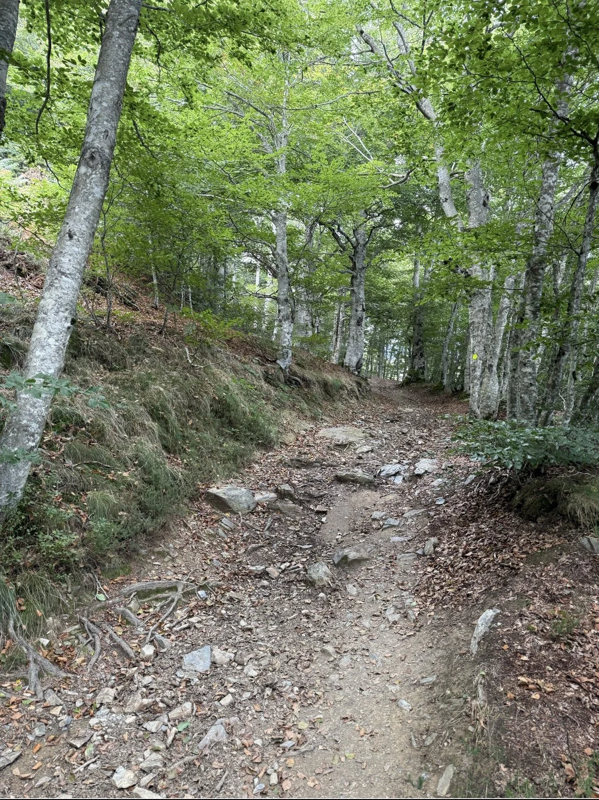 How Walking the Camino de Santiago Can Transform Your Health and Mindset