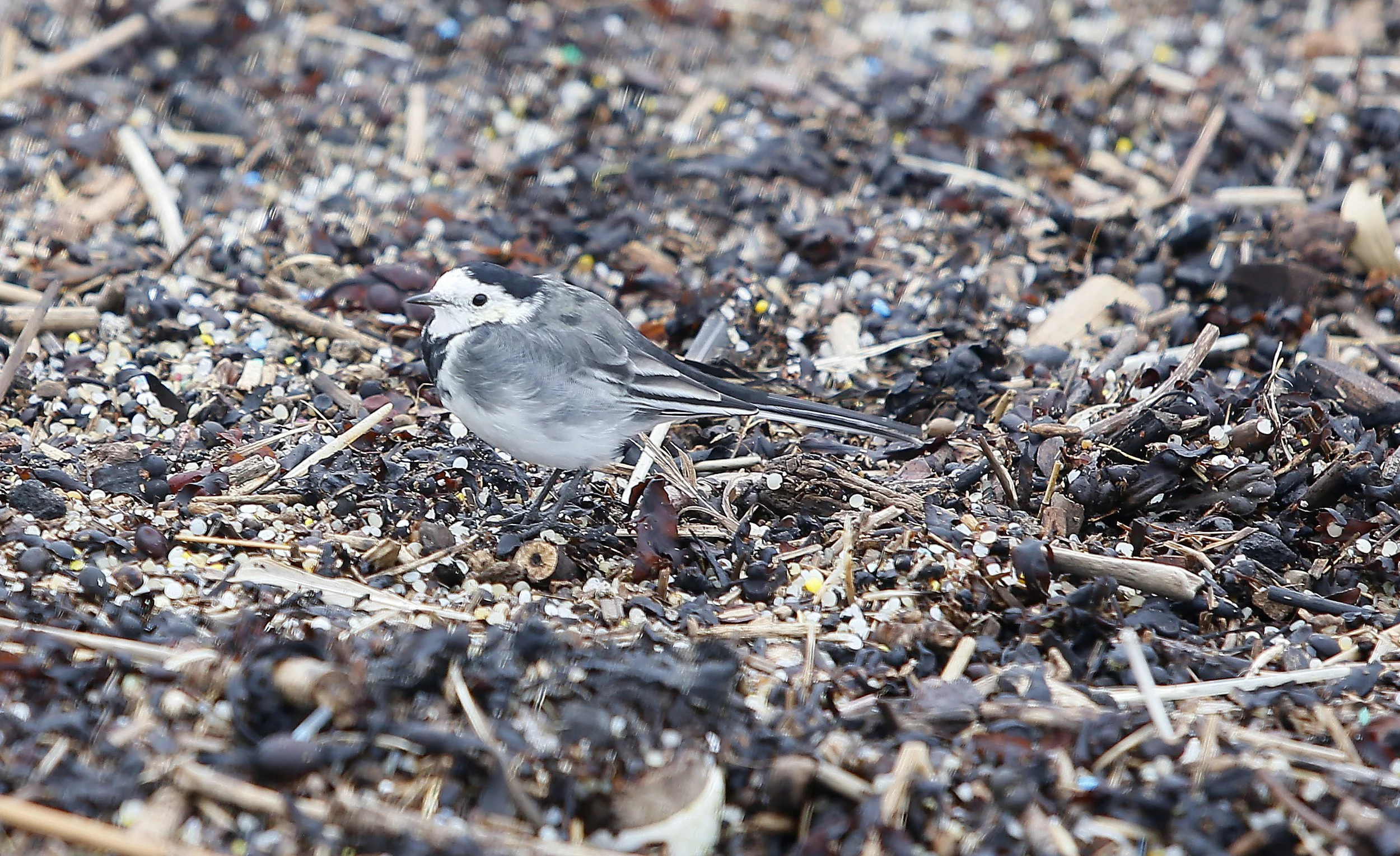 LIMEKILNS:  PLASTIC PELLET POLLUTION

A Pied Wagtail amongst plastic nurdles on the shore.Nurdles are the raw materials for the plastics industry.
Millions of nurdles find their way into the sea every year and are consumed by wildlife.