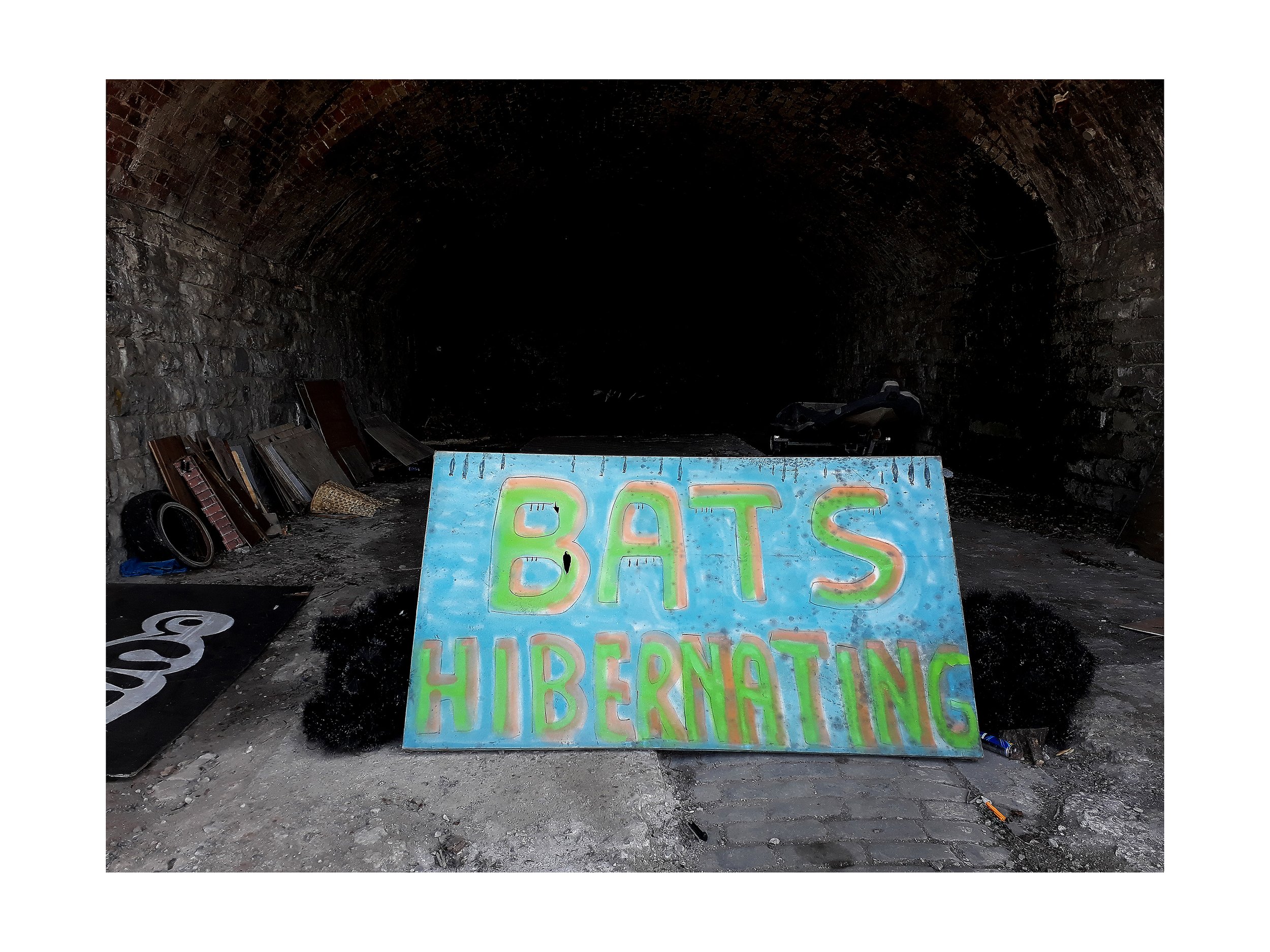 Bats Hibernating.jpg