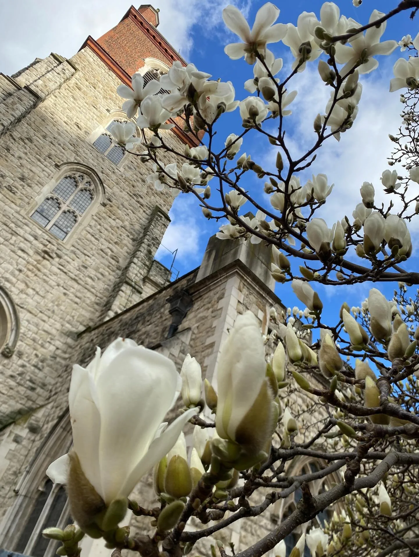 Lent - the springtime for the soul - at this time too, we recognise that life is a fragile gift. The beautiful run of magnolia trees alongside #thelittlecountrychurchinthecity are coming to life again. #comeandsee