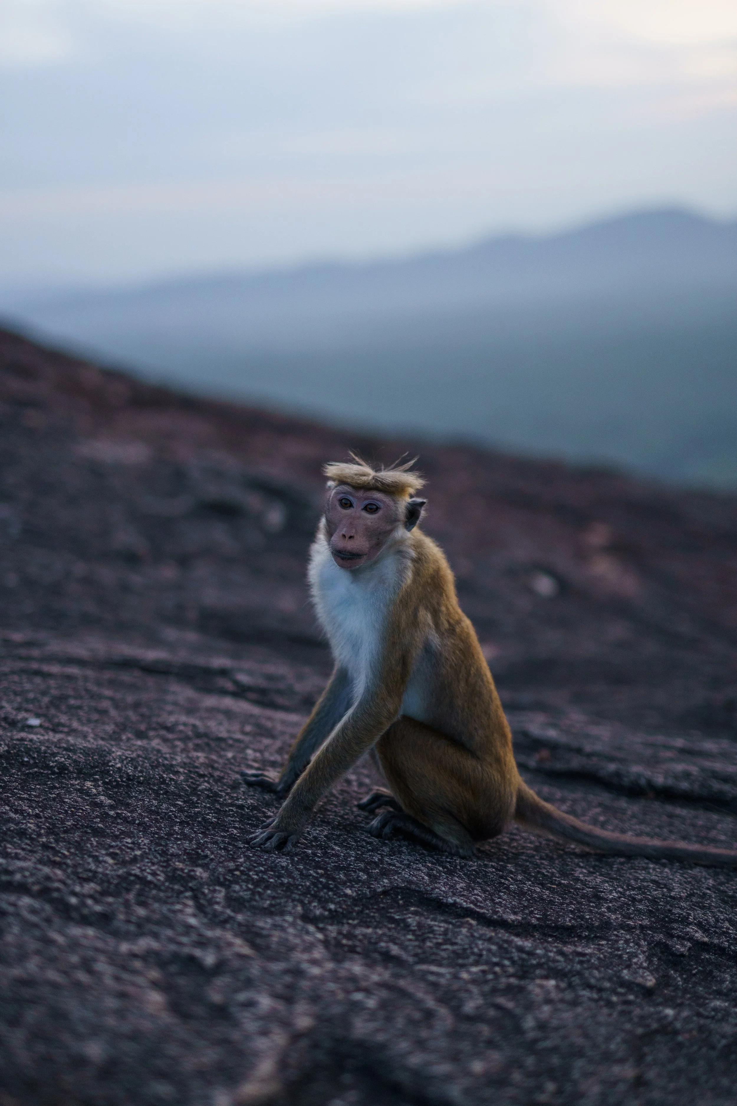 Diverse stills fra lightroom-29.jpg