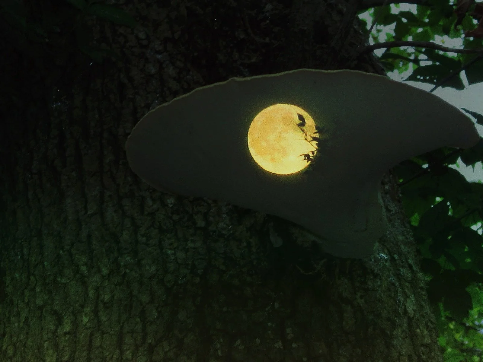 A full moon shining through a hole in a tree branch, with surrounding dark green leaves.