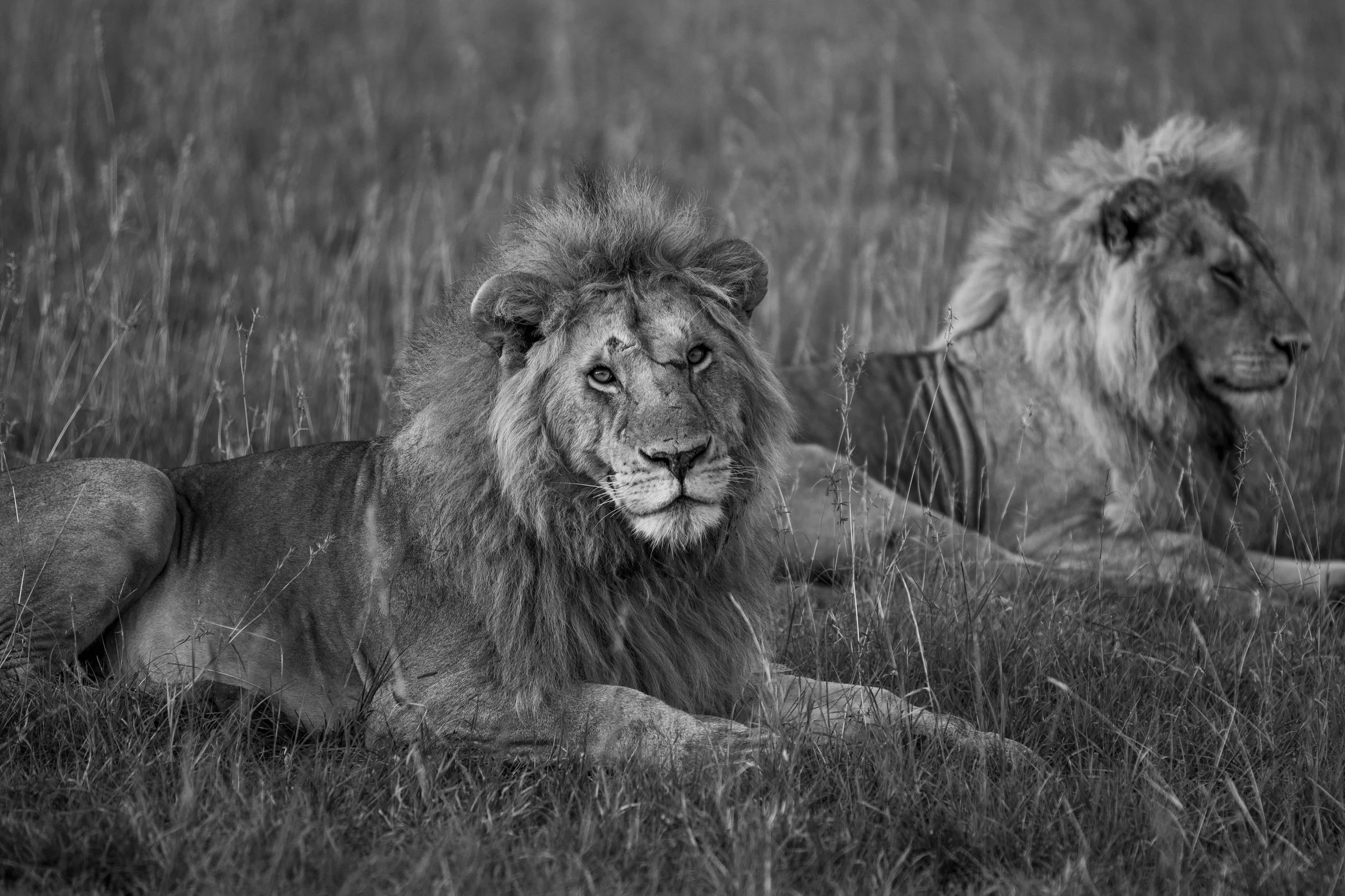 Companion (Monthly Individual)