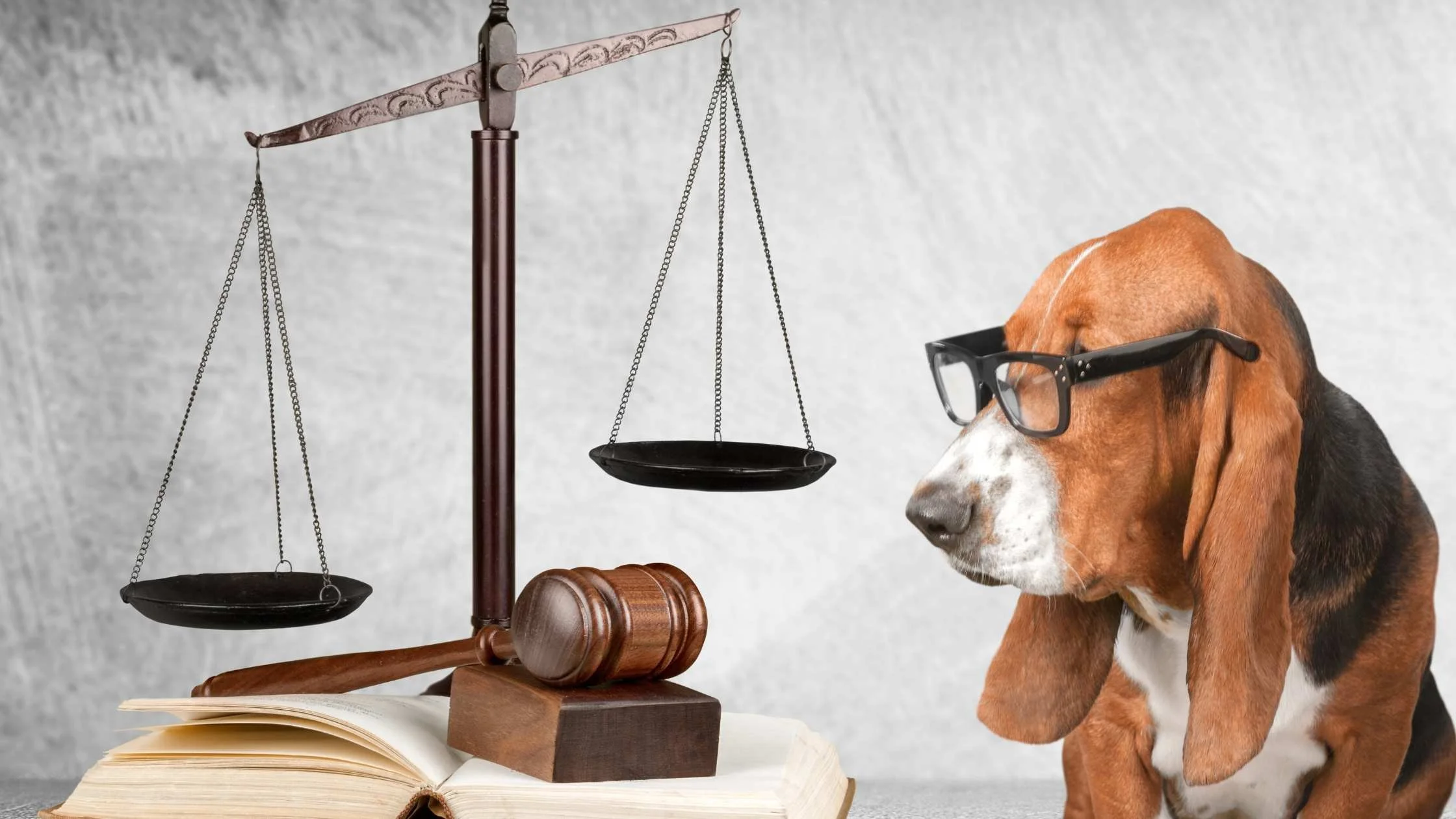 invalidation de la clause de bail interdisant les animaux</span>