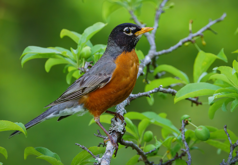 Quand le chant des oiseaux fait vibrer les plantes</span>