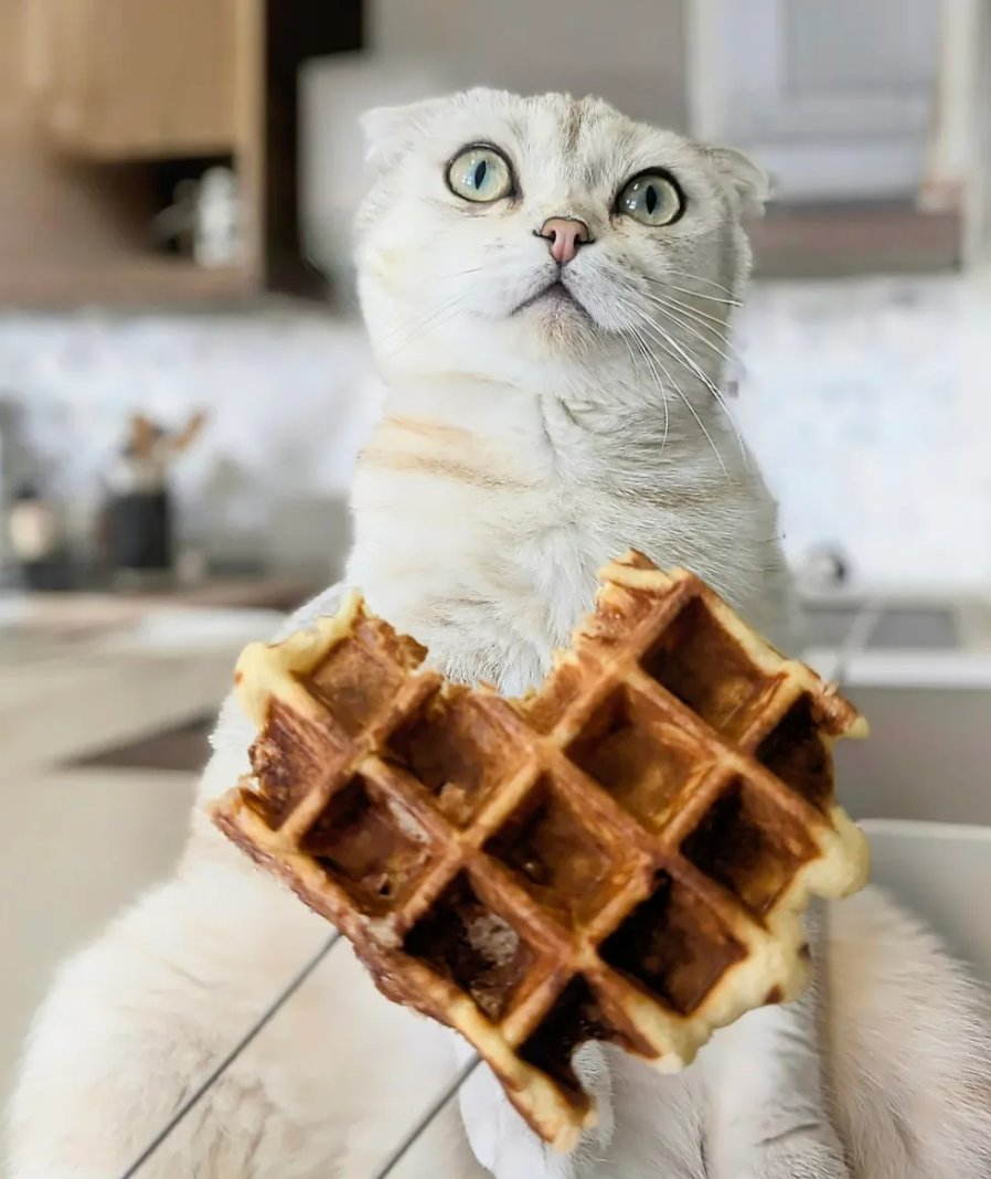 a white cat with blue eyes holding a partially eaten waffle with chocolate and syrup in a playful setting.