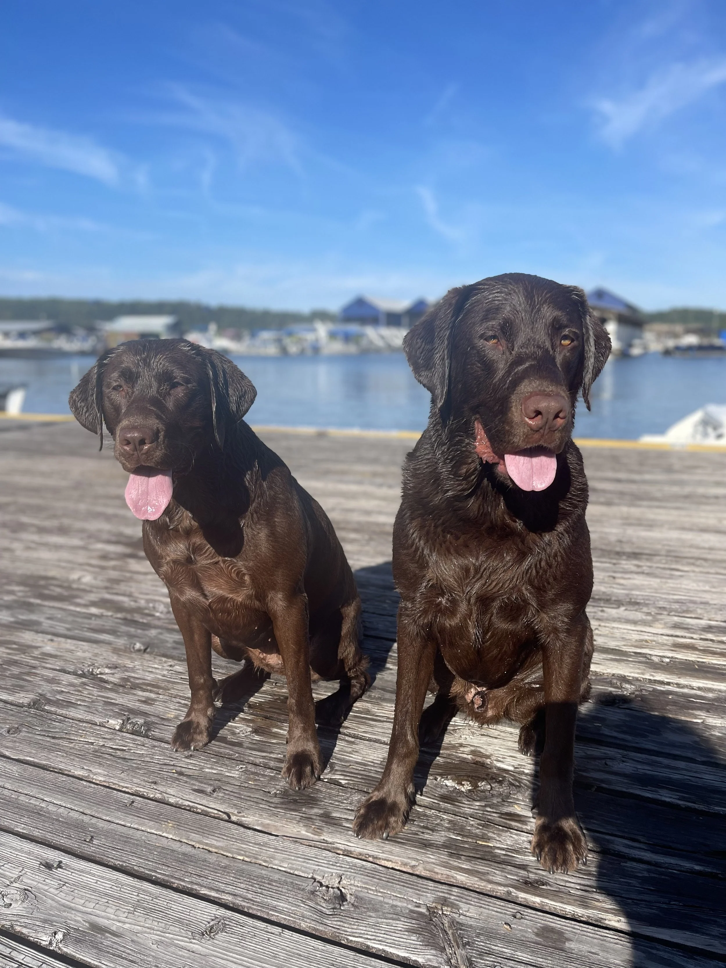 Two wet brown dogs sitting on a wooden dock with a marina and blue sky in the background.