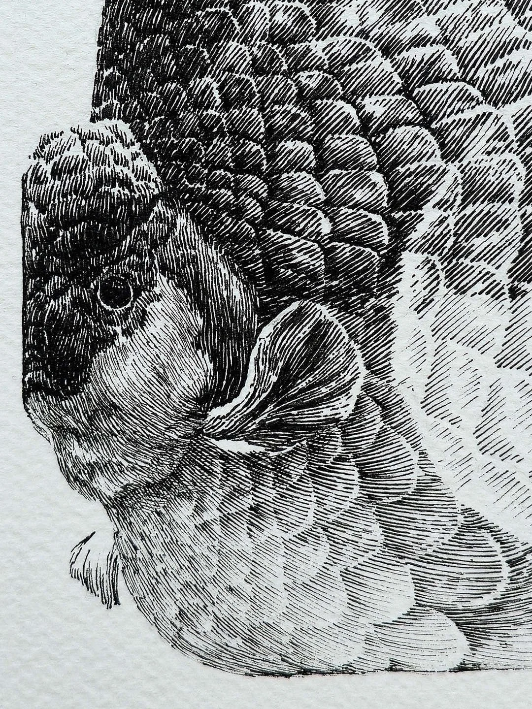 Detail of “BUREAUCRATS” illustration by Daniel Perez Cabrera: oversized goldfish ink drawing, close-up of the head in square format.
